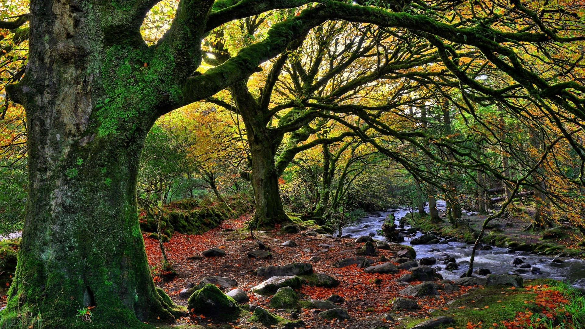 Mossy trees and stream in autumn forest HD Wallpaper