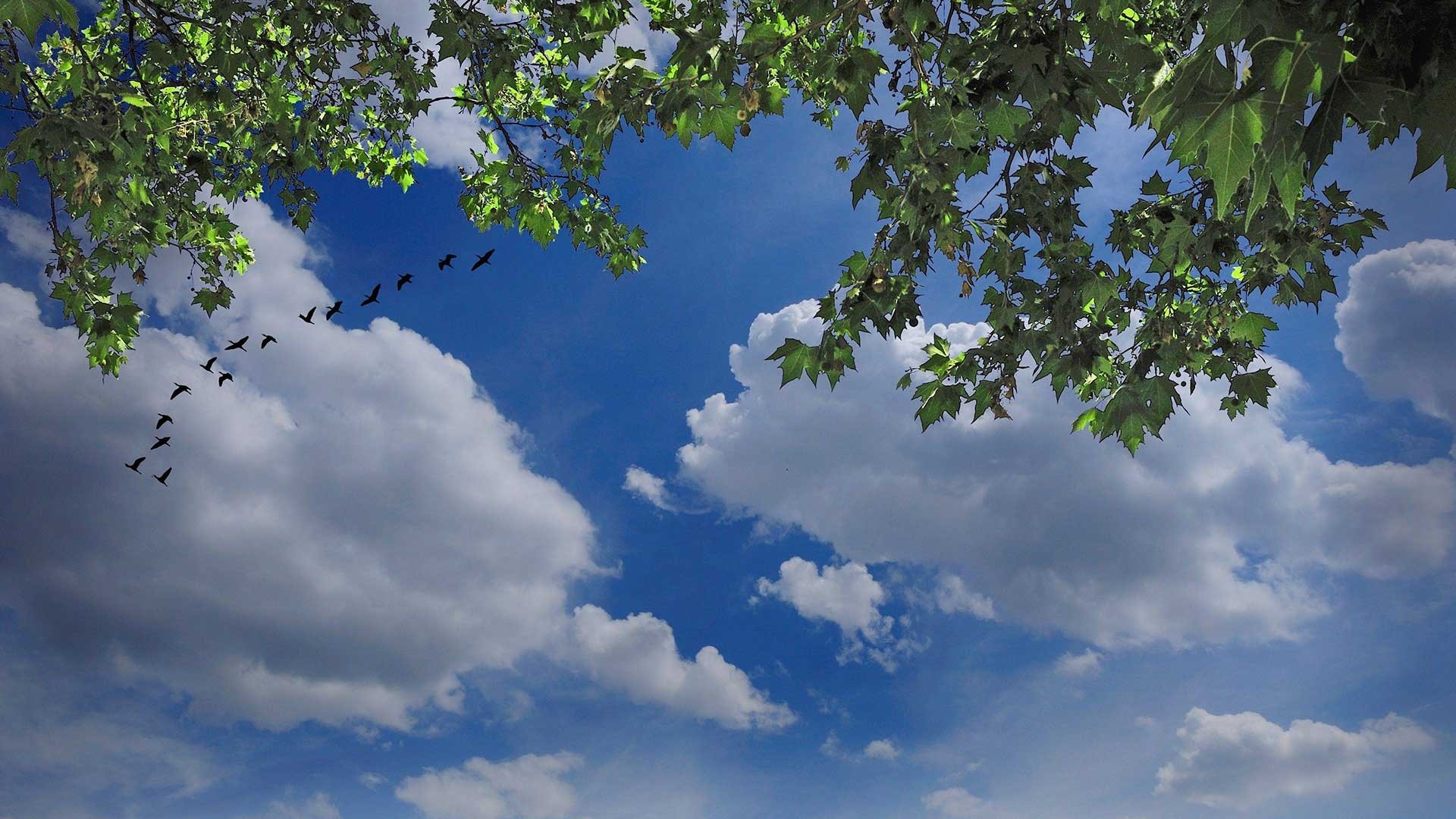 Flock of birds flying in the sky HD Wallpaper