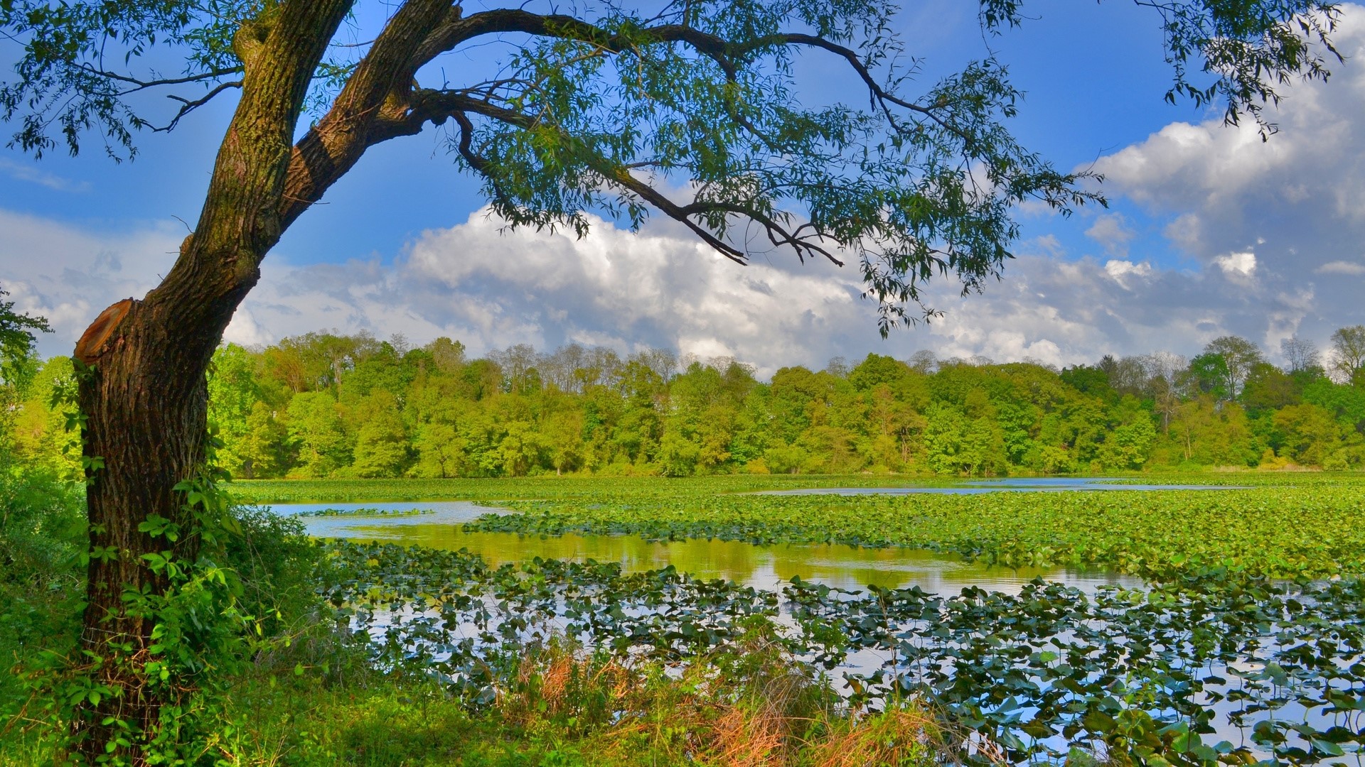 Overgrown body of water with trees and clouds HD Wallpaper