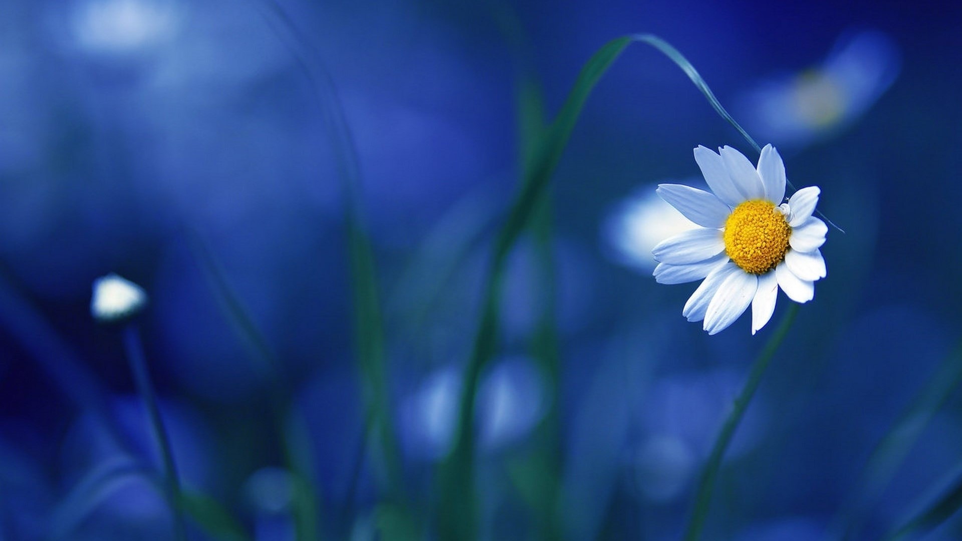 Chamomile flower in blue background HD Wallpaper