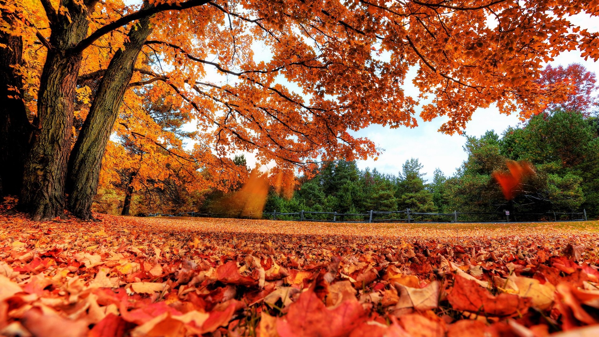 Red Autumn Leaves on Trees and Ground HD Wallpaper