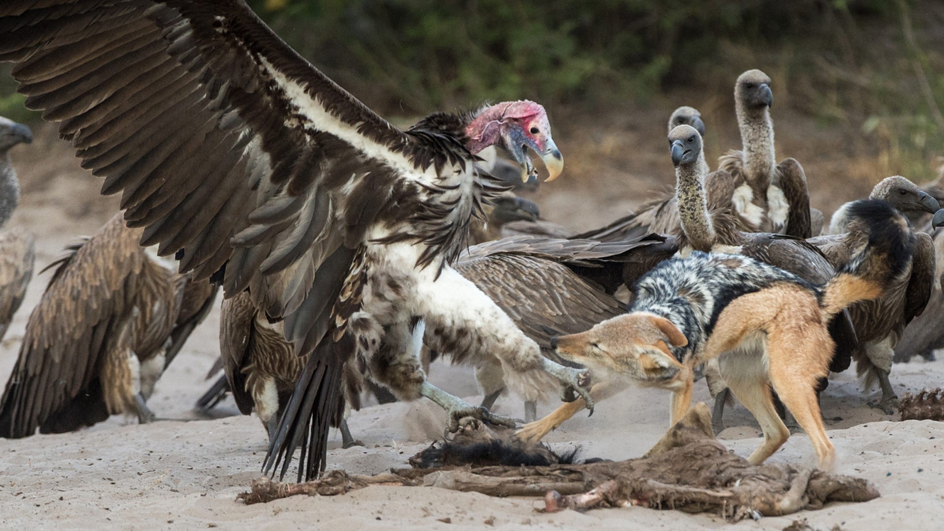 Vultures and Jackal Fighting Over Carcass HD Wallpaper
