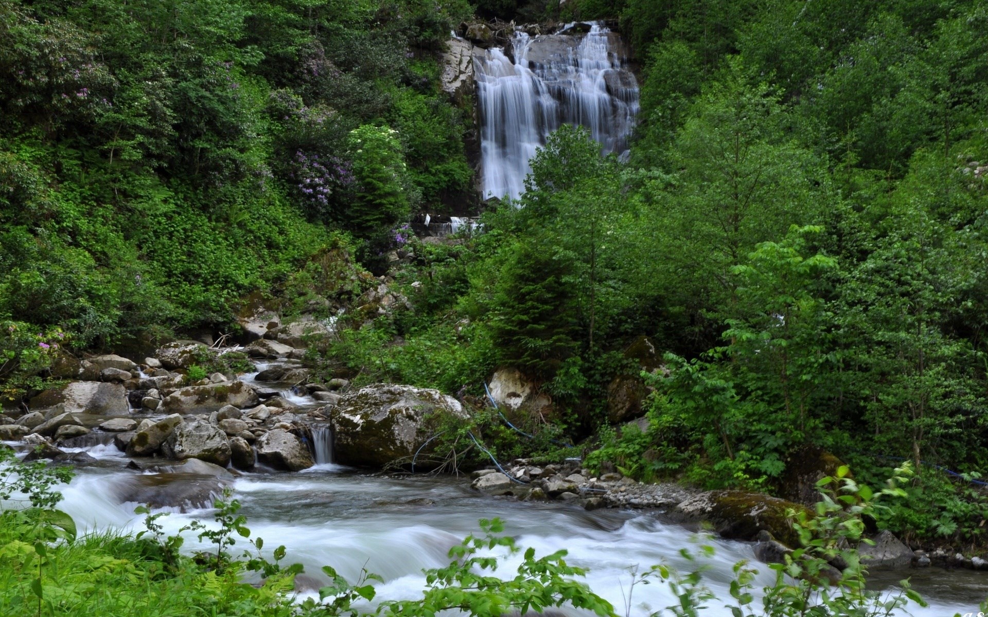 Waterfall flowing through a lush green forest HD Wallpaper