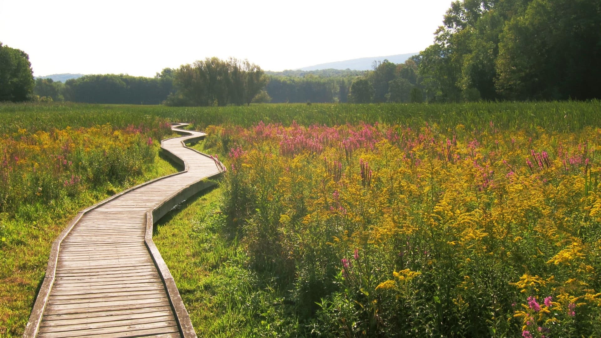 Wooden boardwalk through a field of wildflowers HD Wallpaper