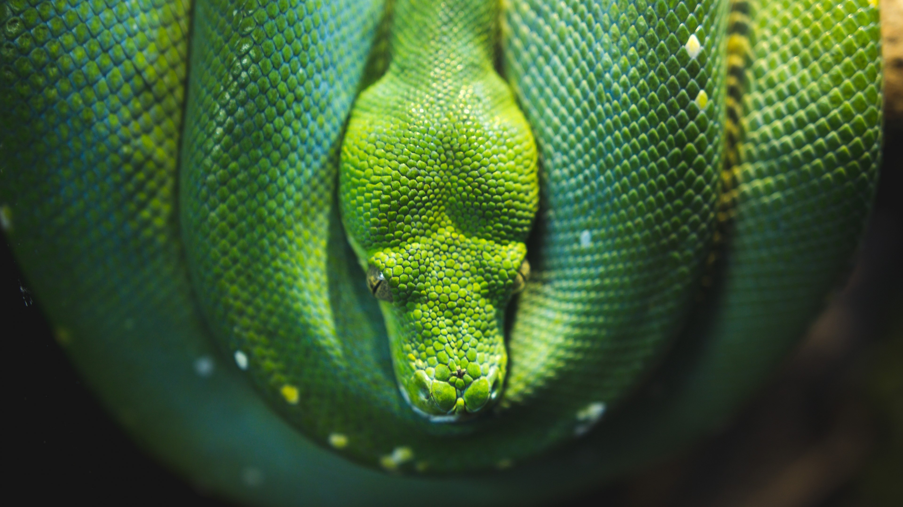 4K Curled up green snake HD Wallpaper