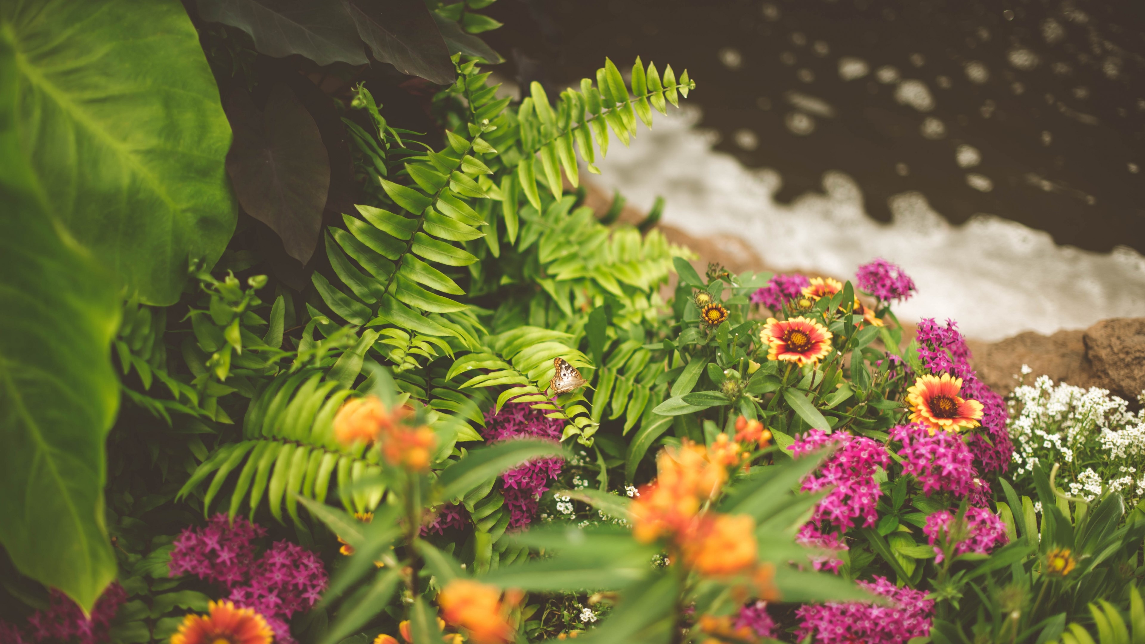 Greenery and flowers by water HD Wallpaper