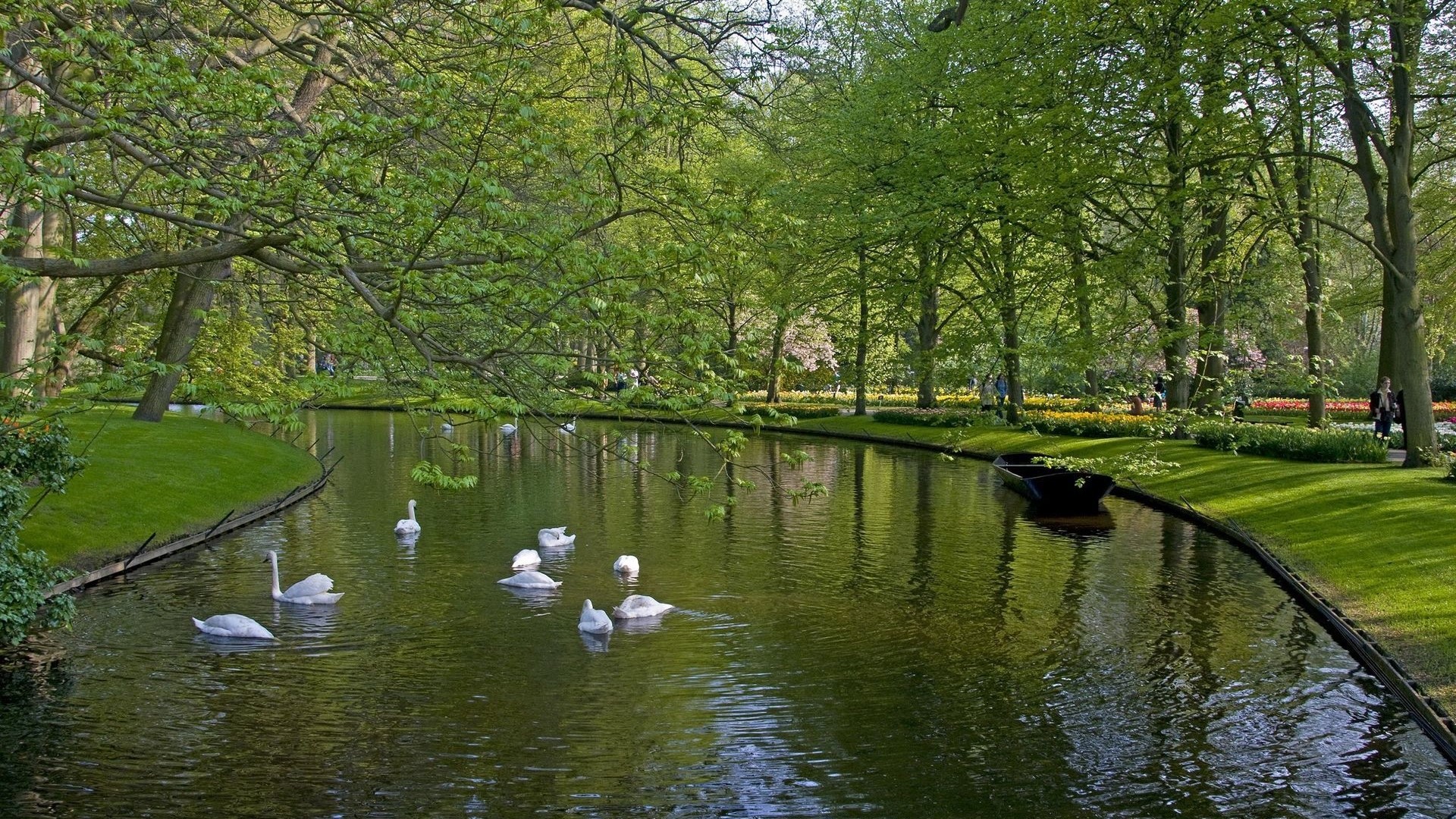 Swans swimming in a park canal with trees HD Wallpaper