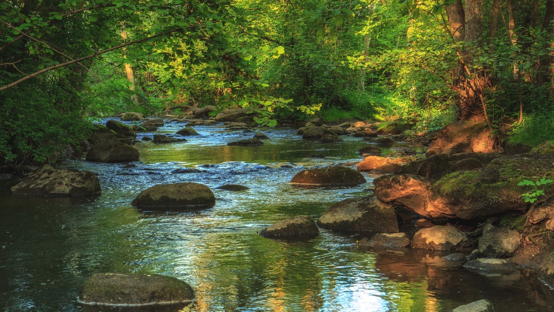 River flowing through a sunlit forest with stones HD Wallpaper