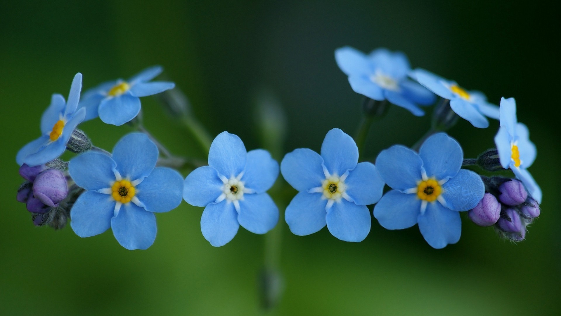 Forget-me-nots flowers HD Wallpaper