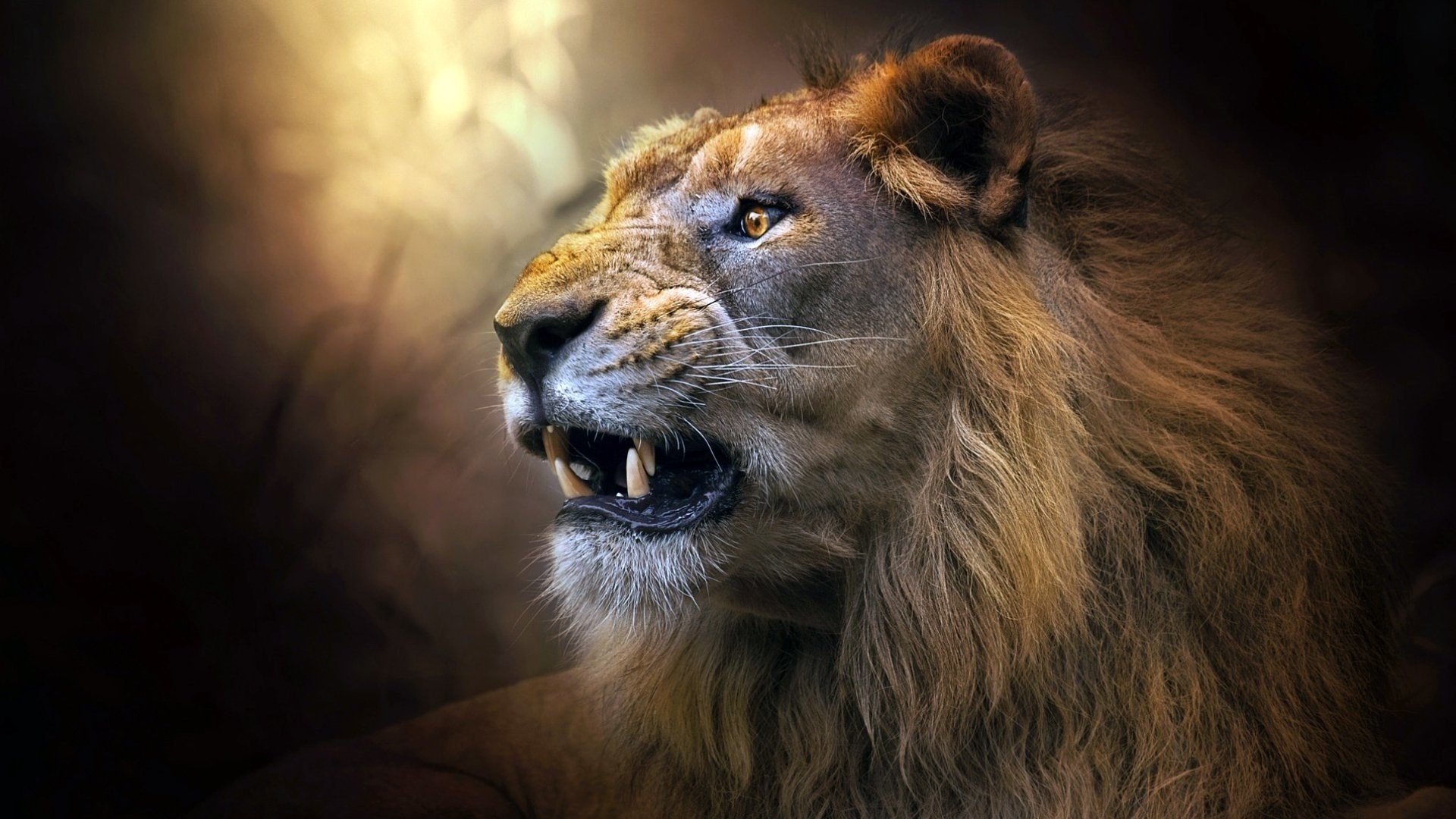 Lion roaring with mouth open HD Wallpaper