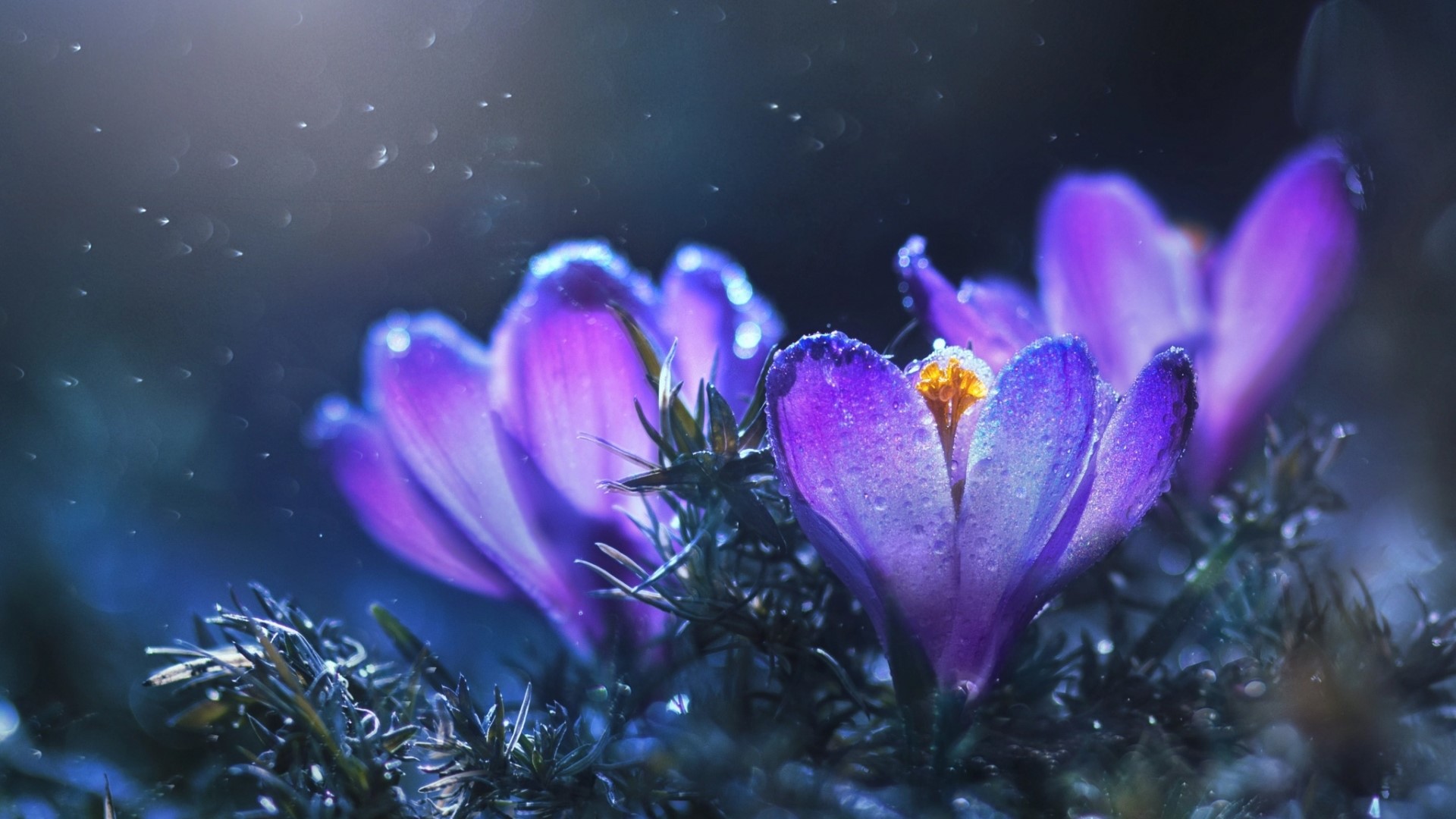 Purple crocuses with water droplets in soft light HD Wallpaper