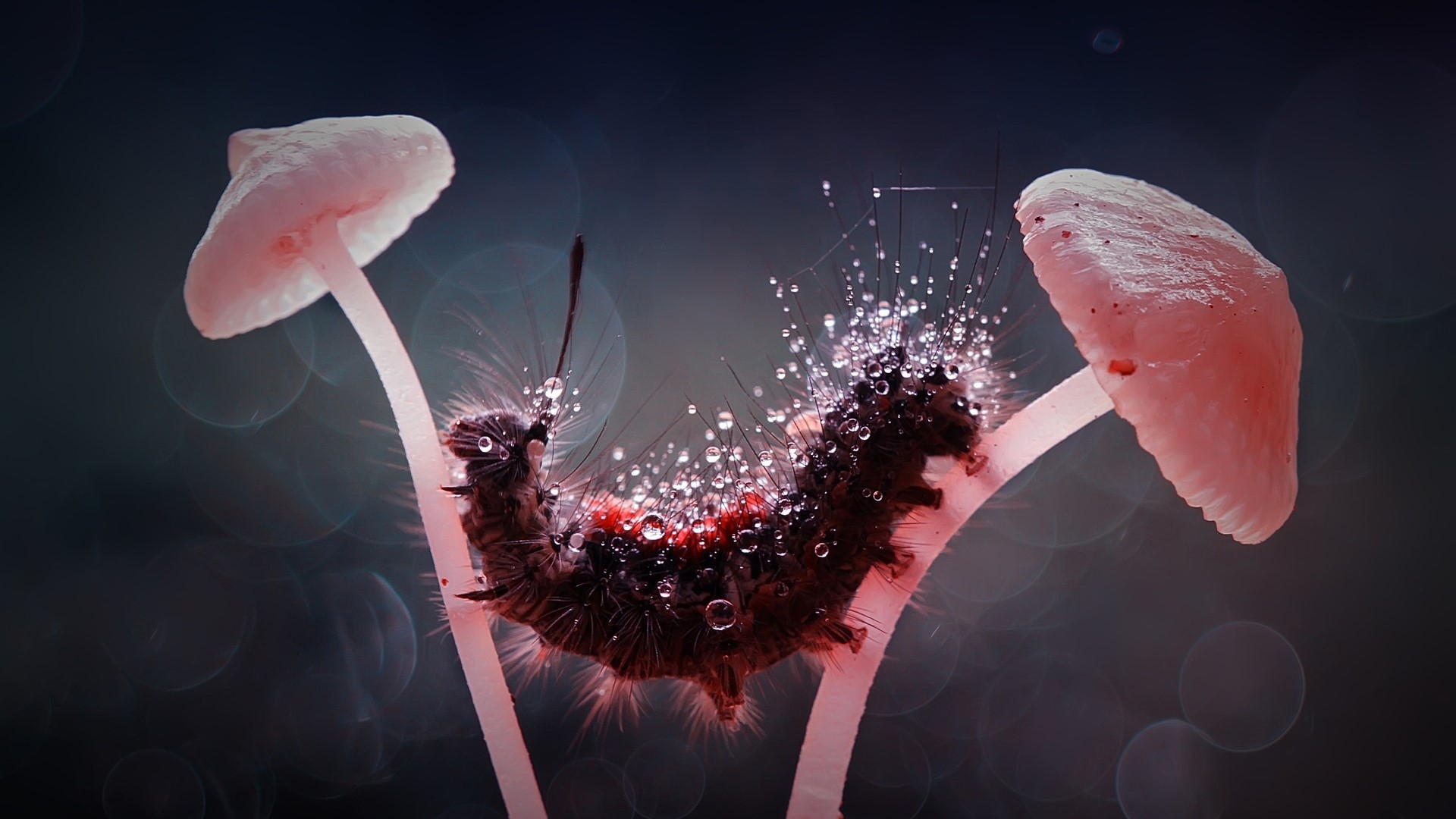 Caterpillar on mushrooms with water droplets HD Wallpaper