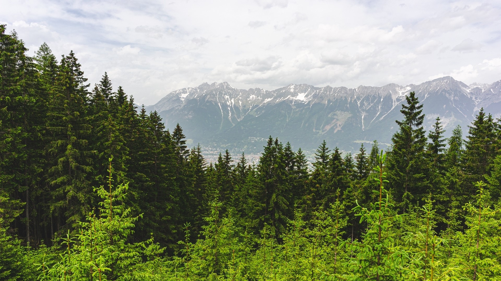 Forest with snow-capped mountains in the background HD Wallpaper