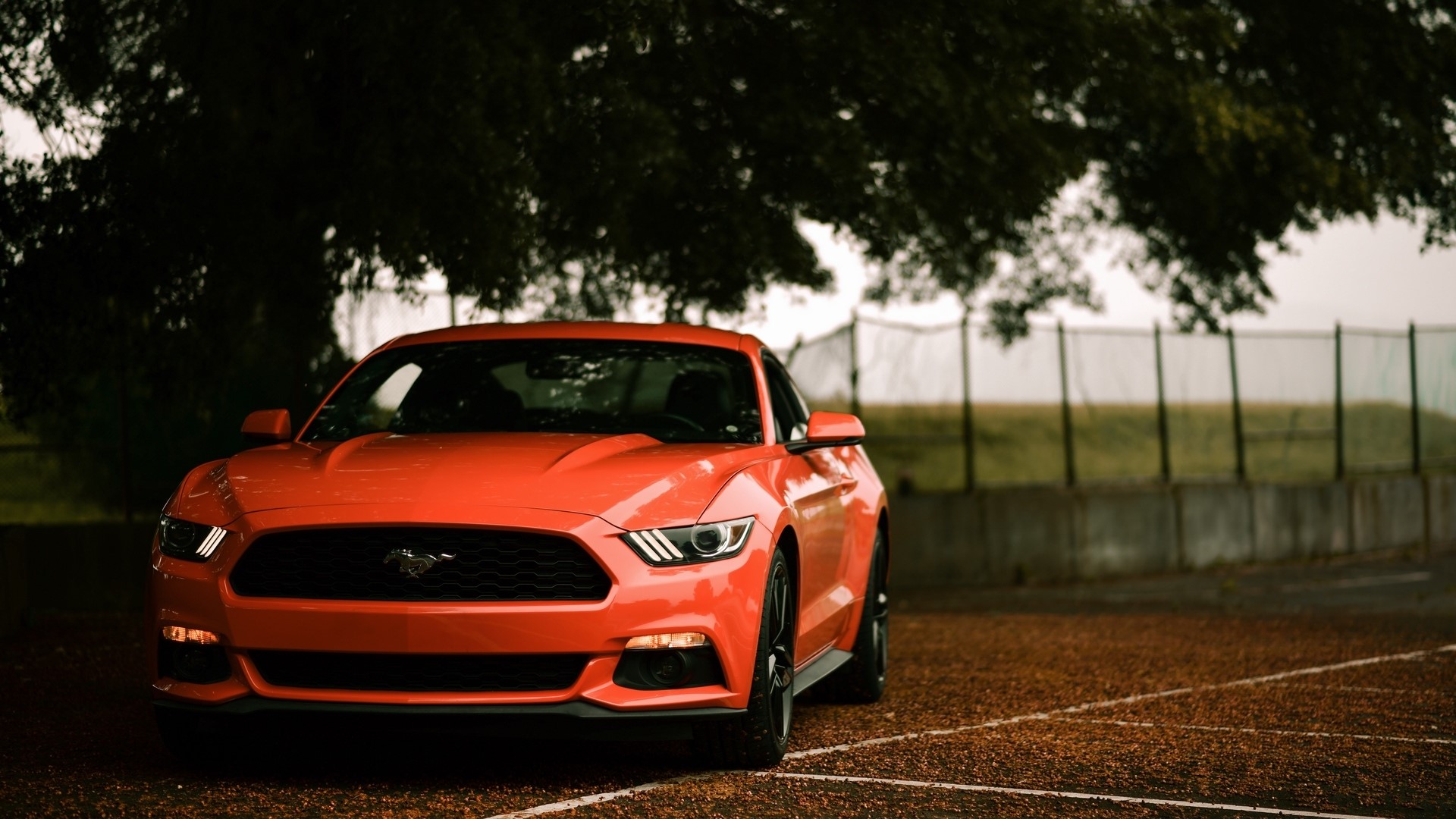 Orange Ford Mustang parked under a tree HD Wallpaper