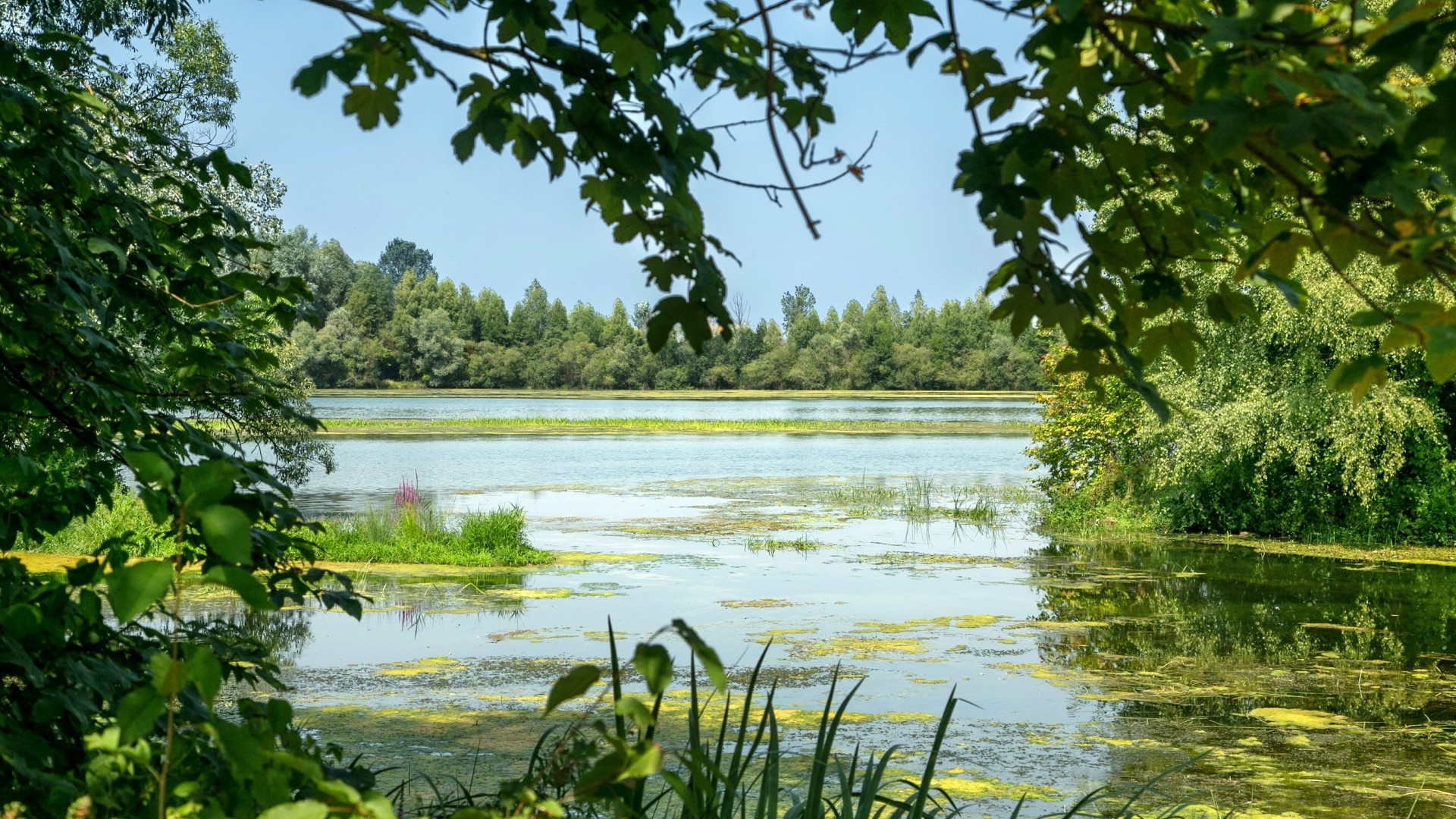 River with lily pads and trees HD Wallpaper