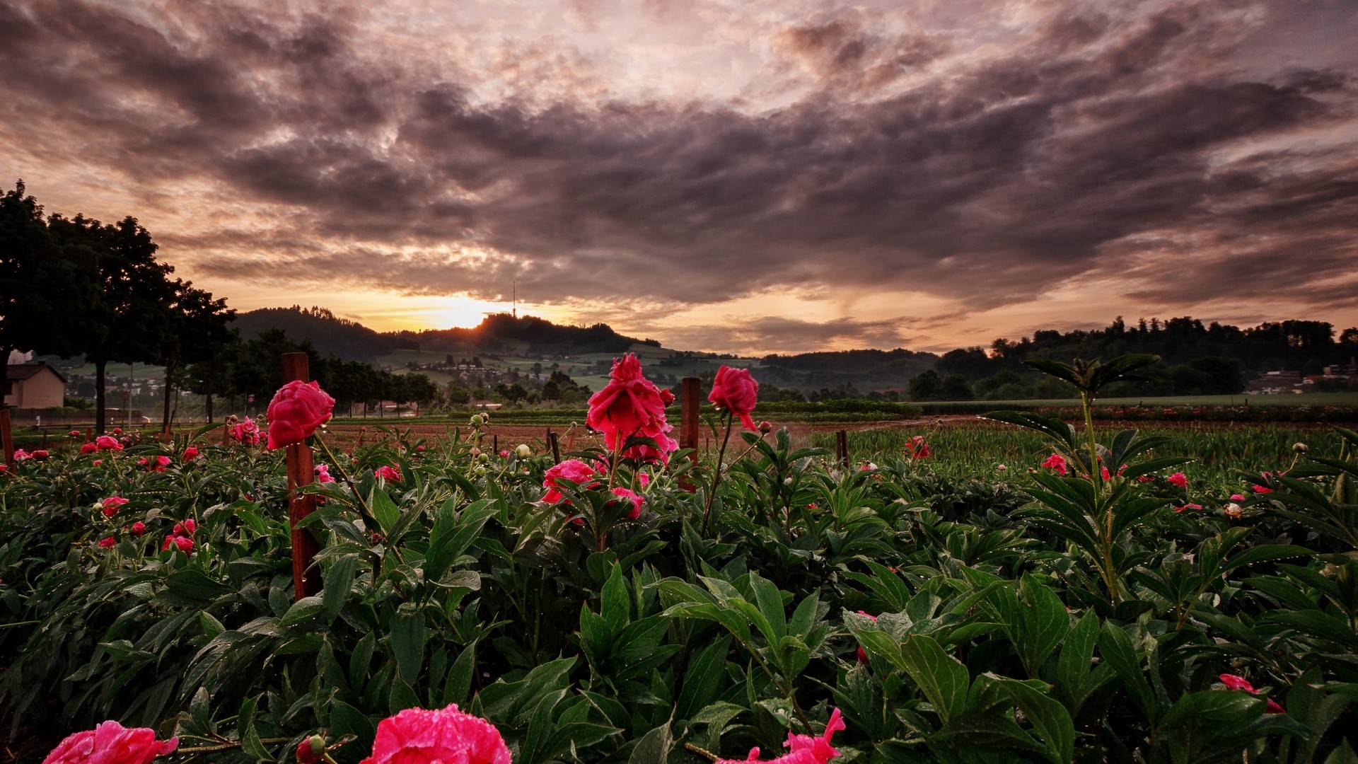 Pink peonies in a field at sunset HD Wallpaper