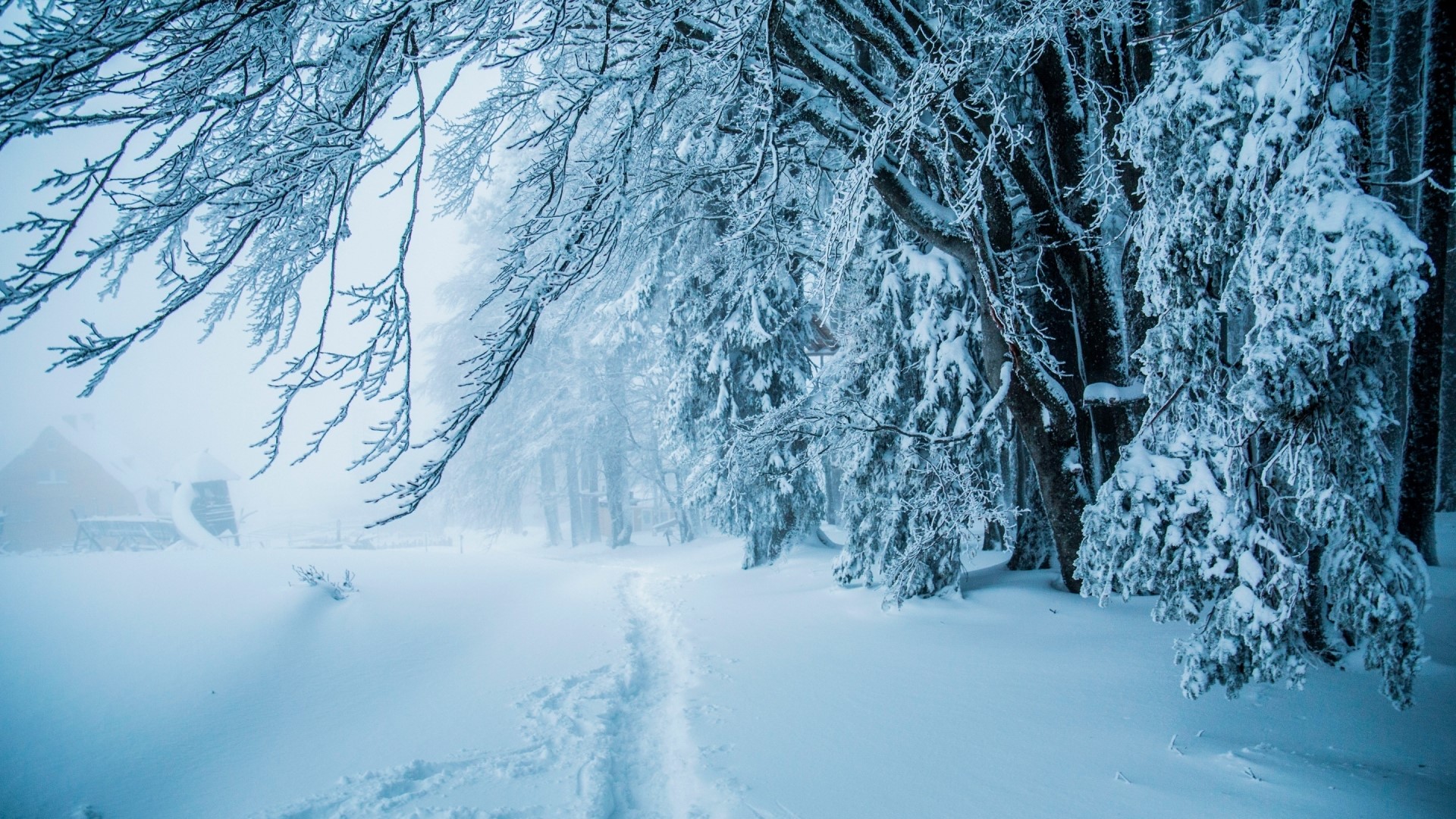 Snowy winter forest path with trees HD Wallpaper