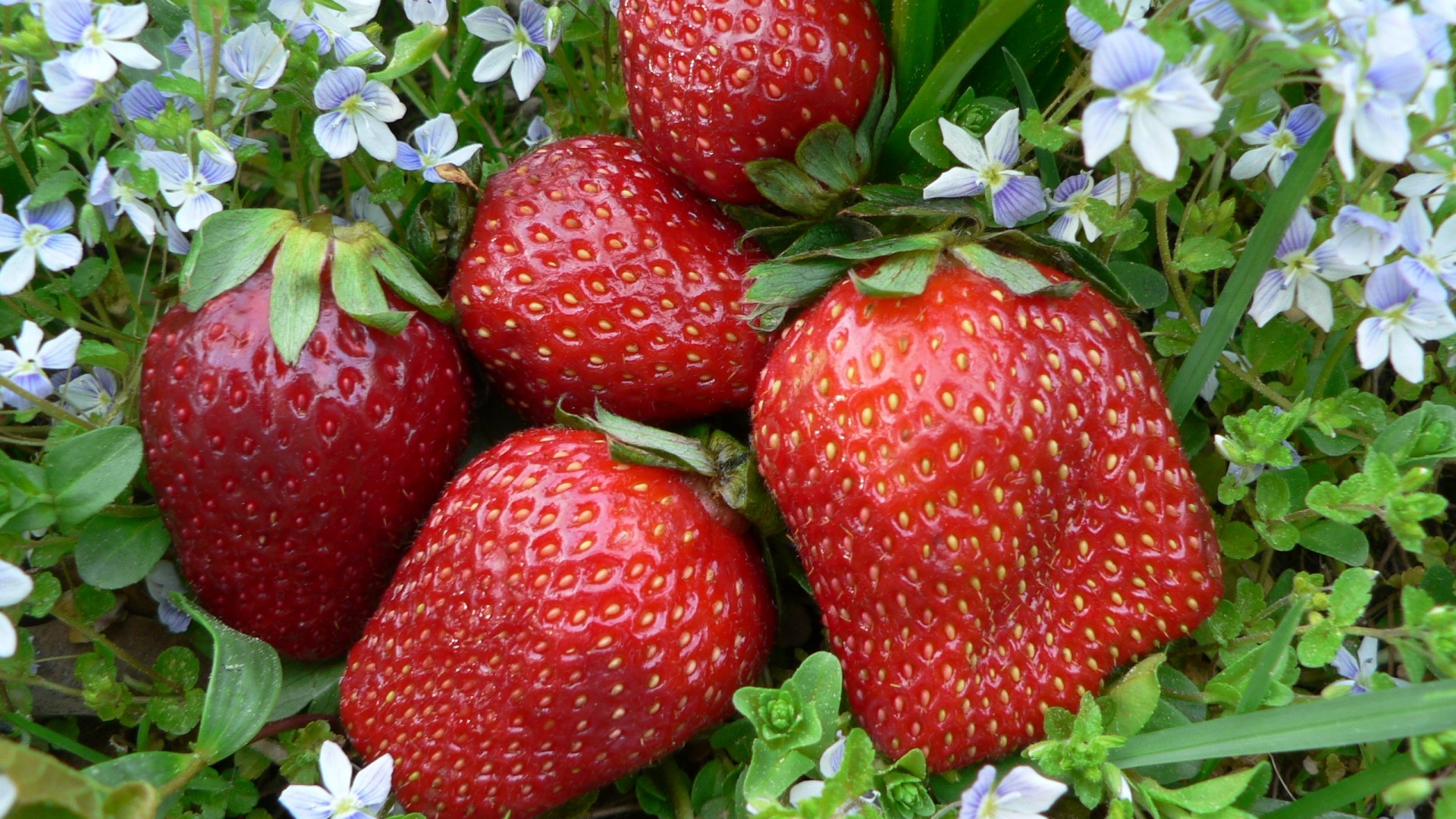 Strawberries with small blue flowers HD Wallpaper
