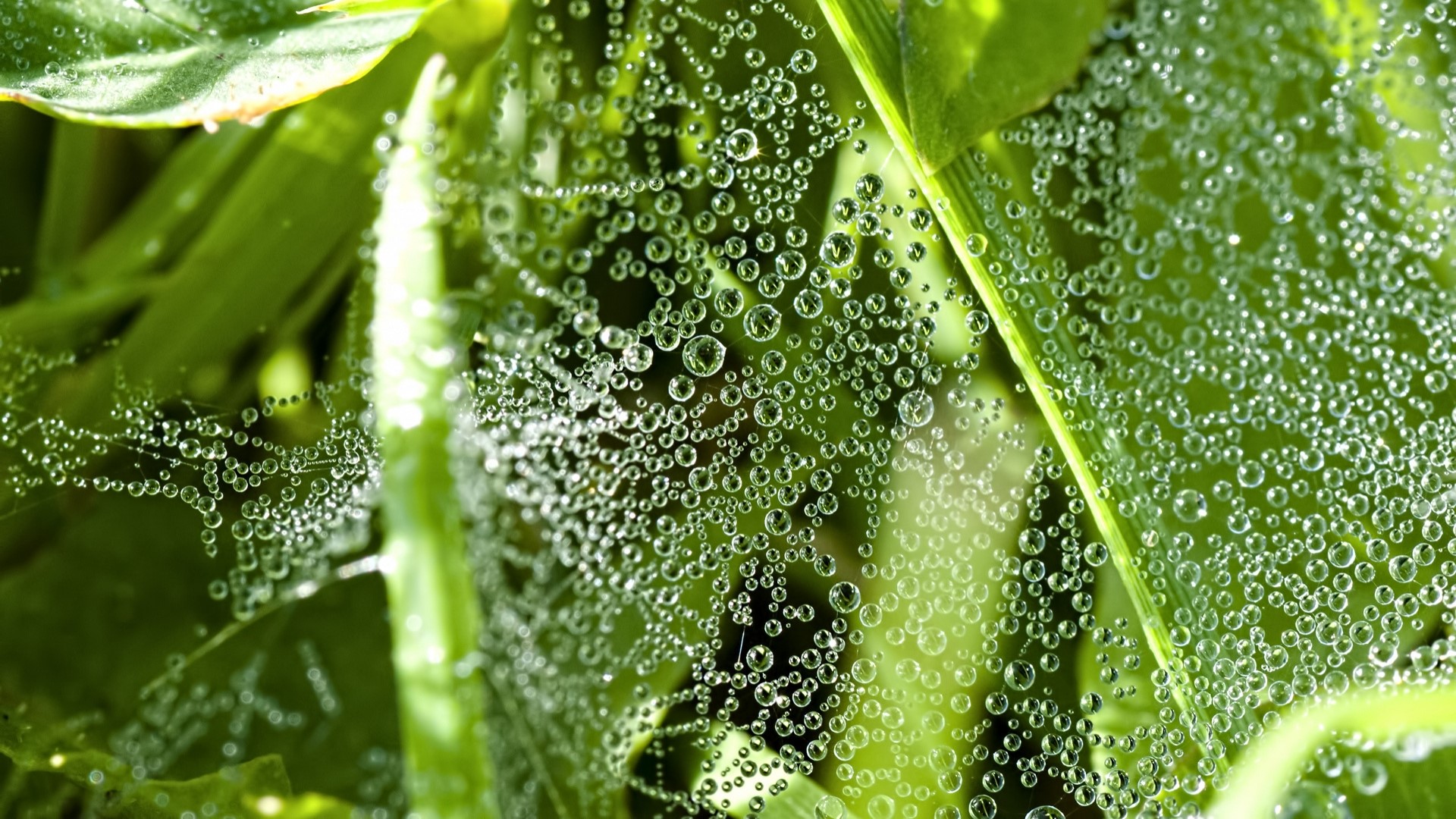 Spider web with dew drops on green leaves HD Wallpaper