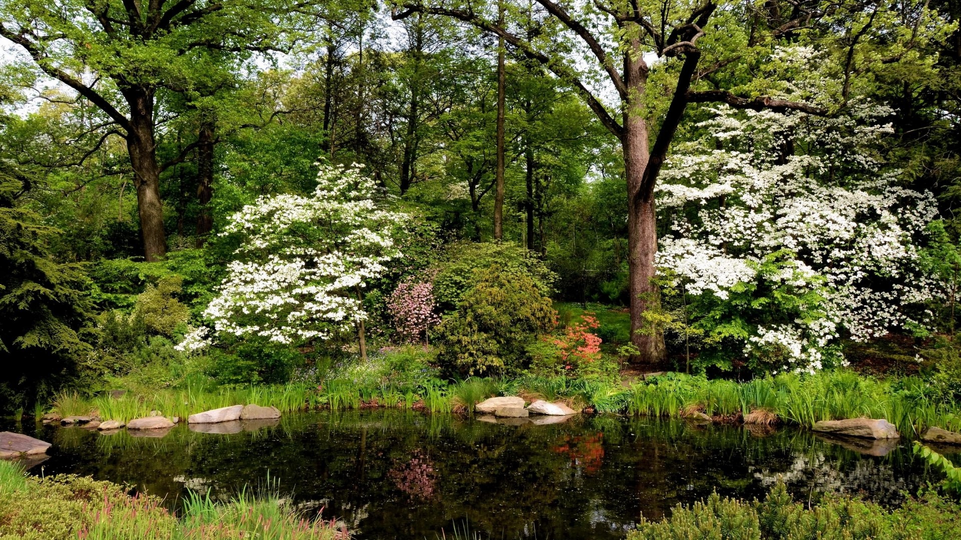 A tranquil pond surrounded by trees and blooming flowers HD Wallpaper