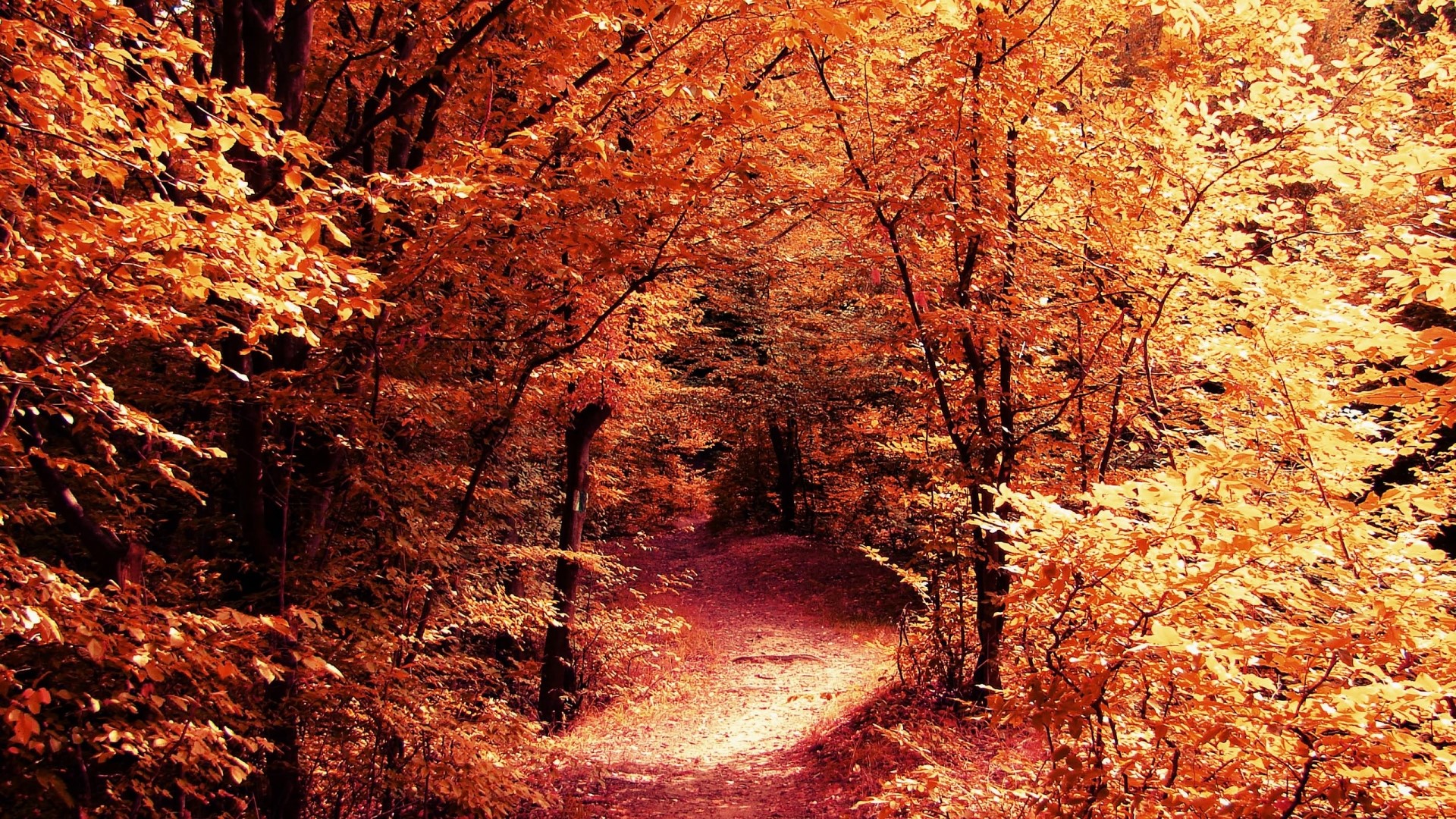 Autumn forest path with red and yellow leaves HD Wallpaper