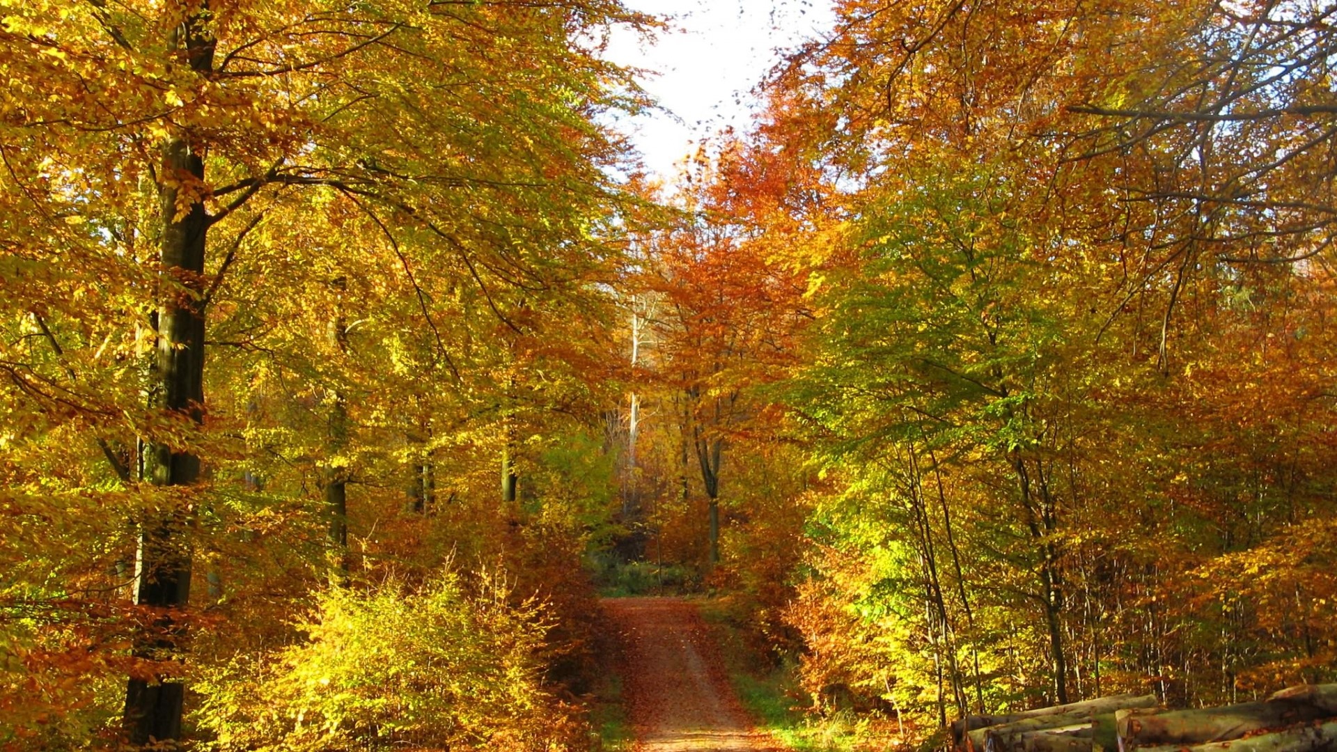 Autumn forest path with golden leaves HD Wallpaper