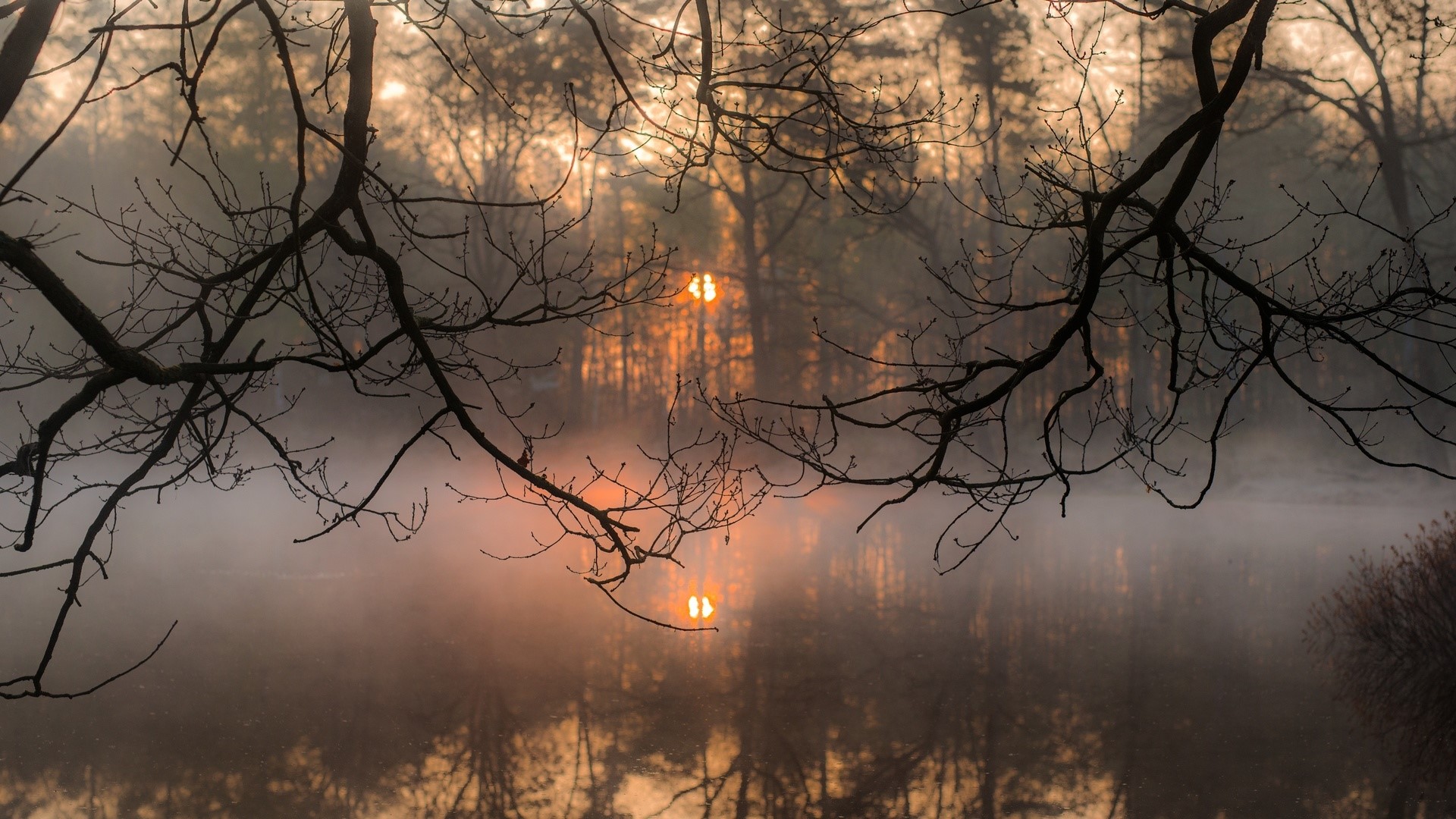 Autumn fog over a lake with bare branches HD Wallpaper