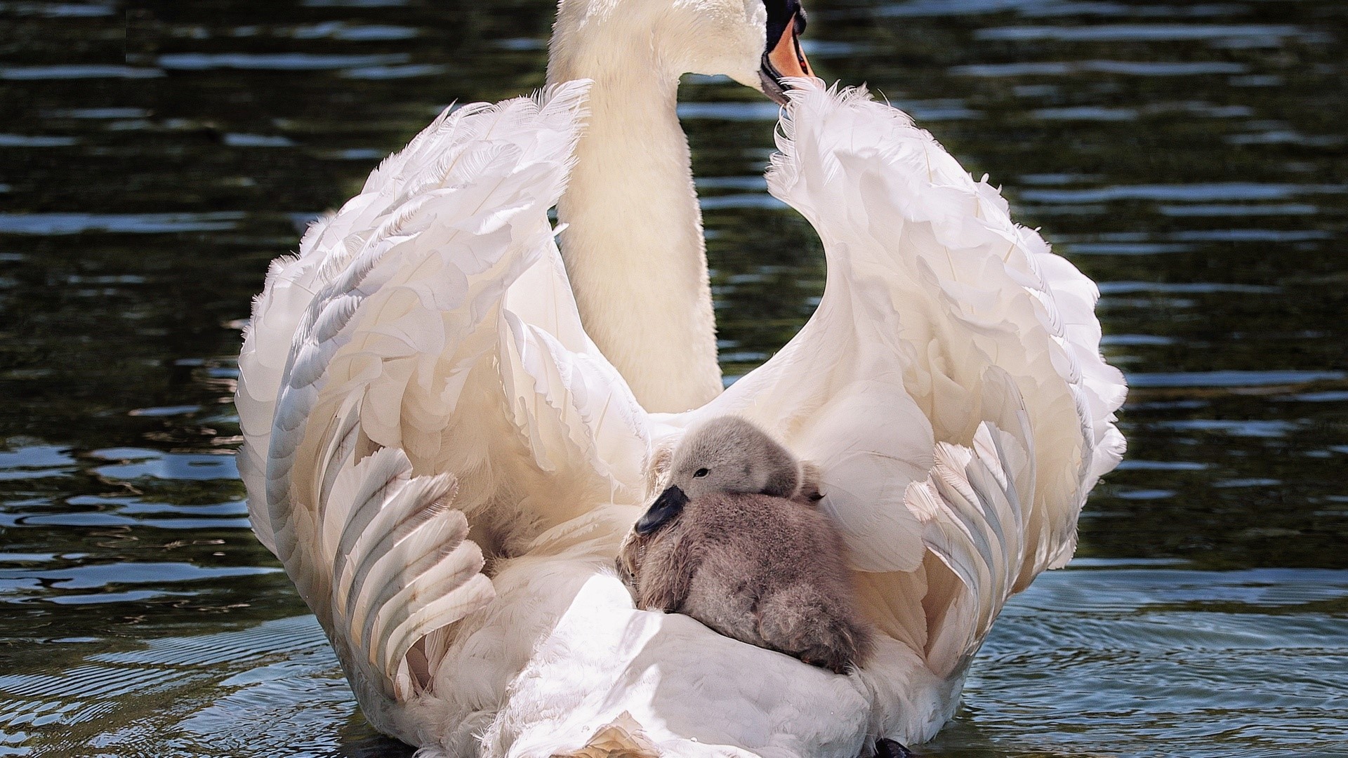Swan and cygnet on water HD Wallpaper