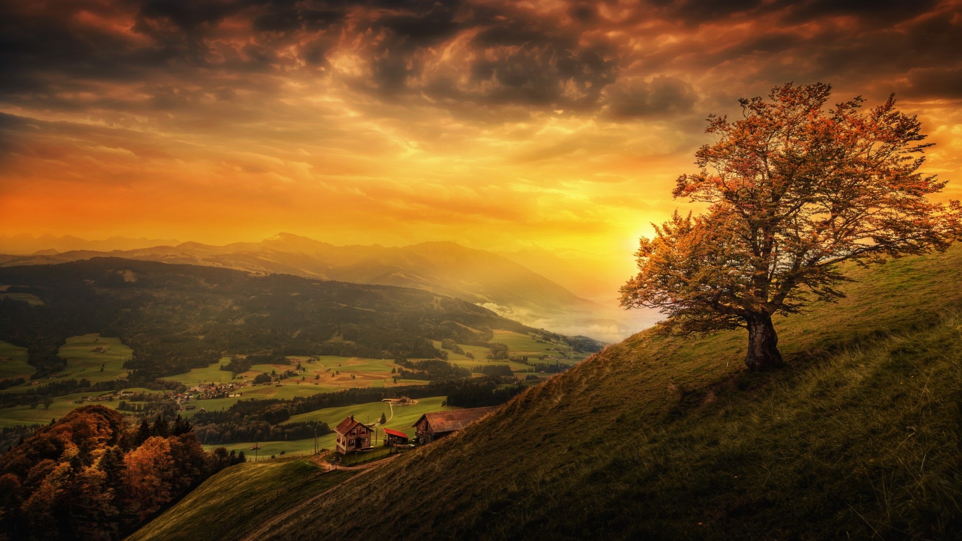Sunset over rolling hills with a lone tree HD Wallpaper