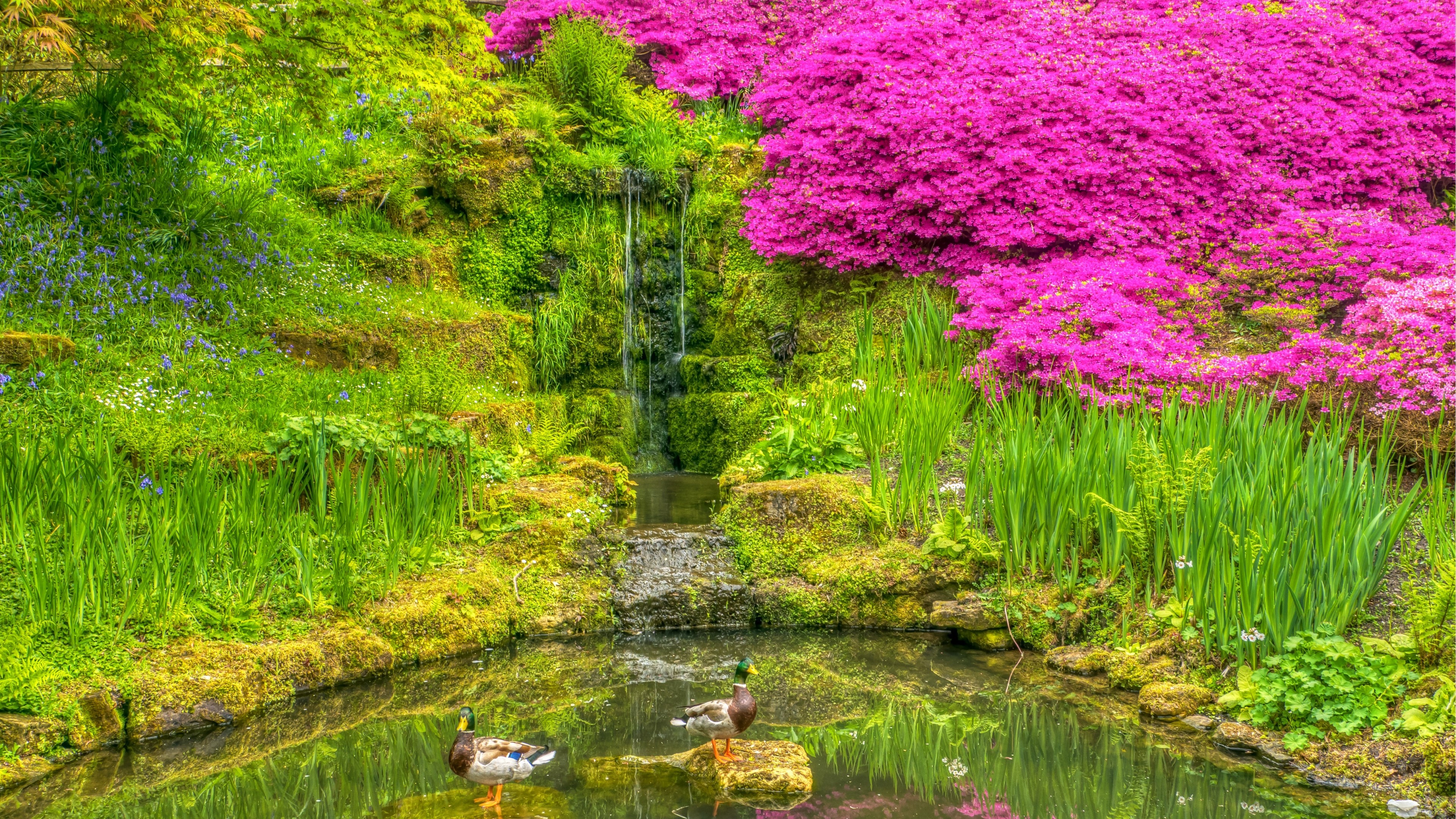 4K Red in Green Garden HD Wallpaper