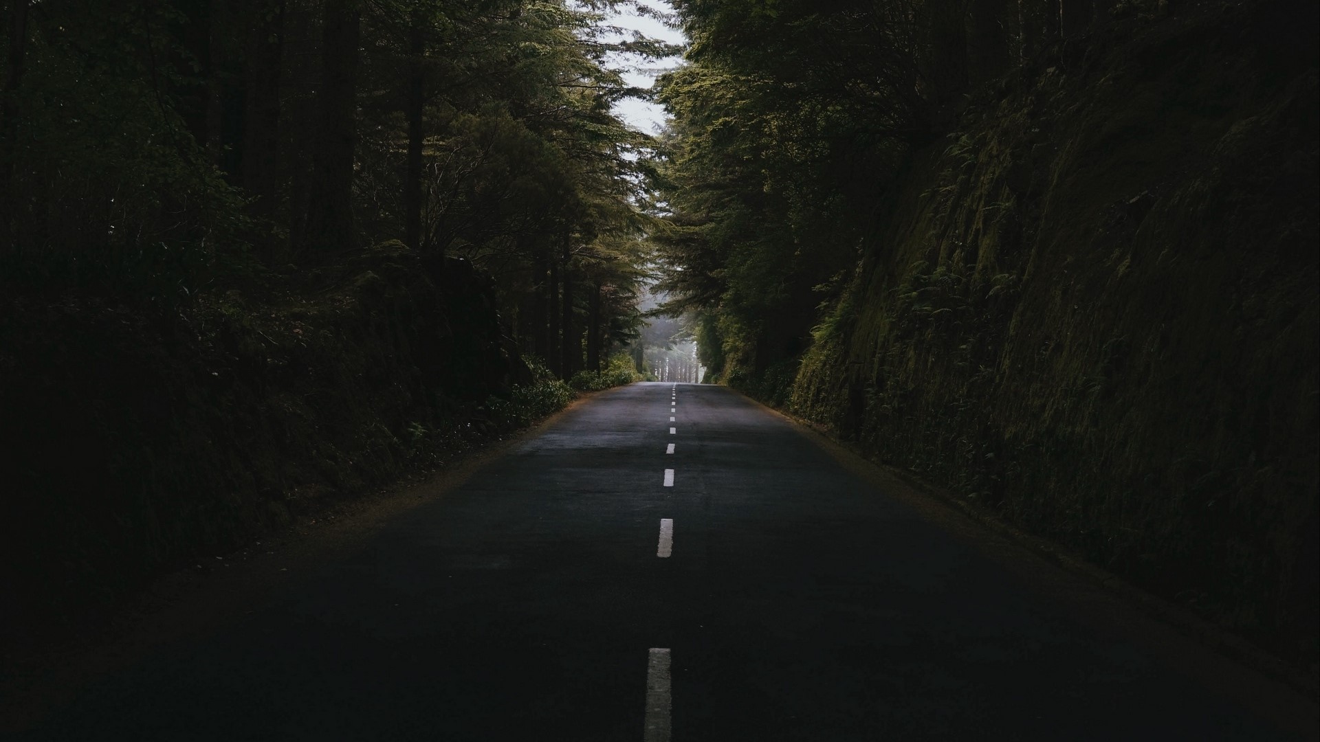 A dark asphalt road through a dense forest HD Wallpaper