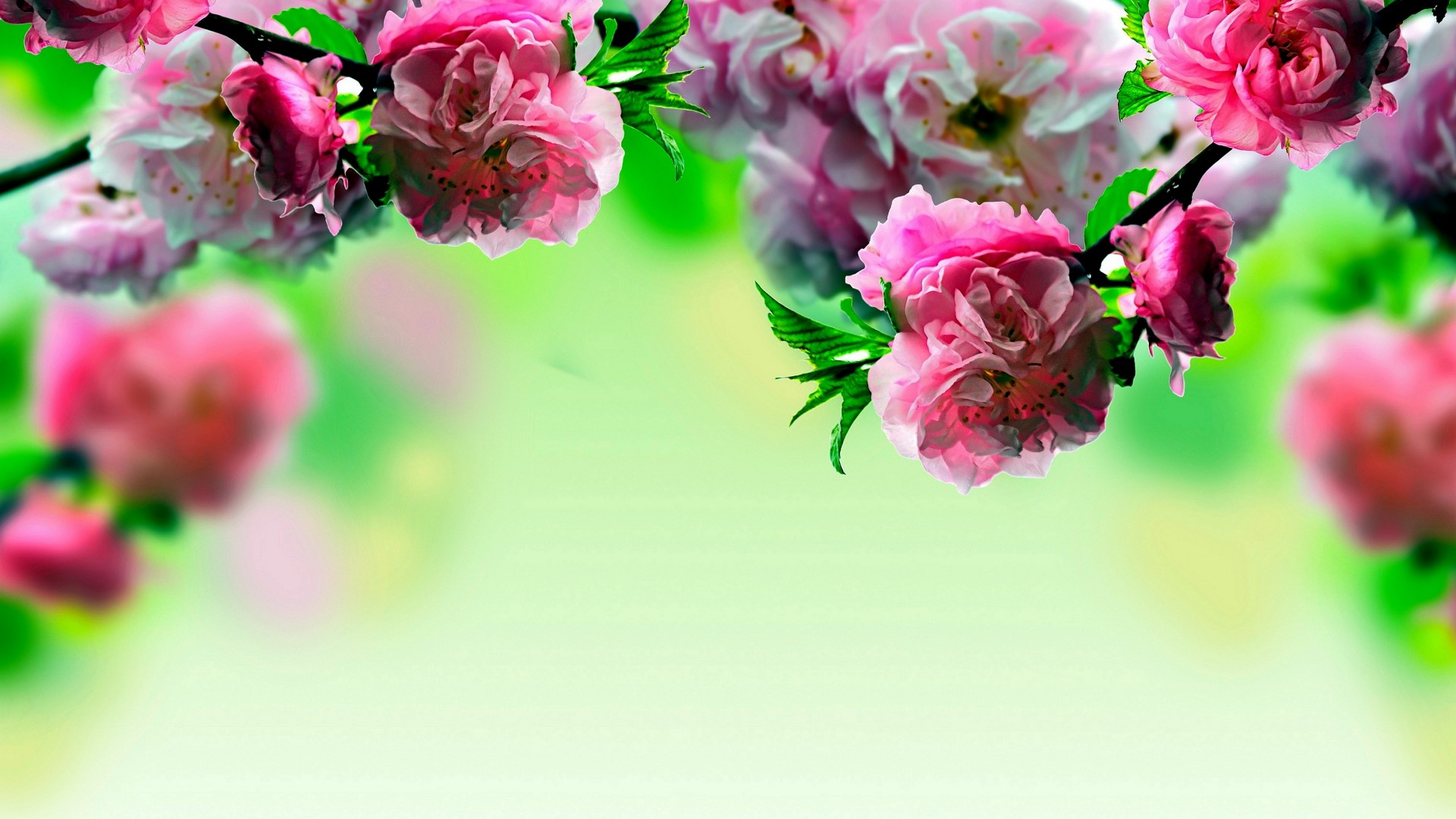 Pink flowering branches against a soft green background HD Wallpaper
