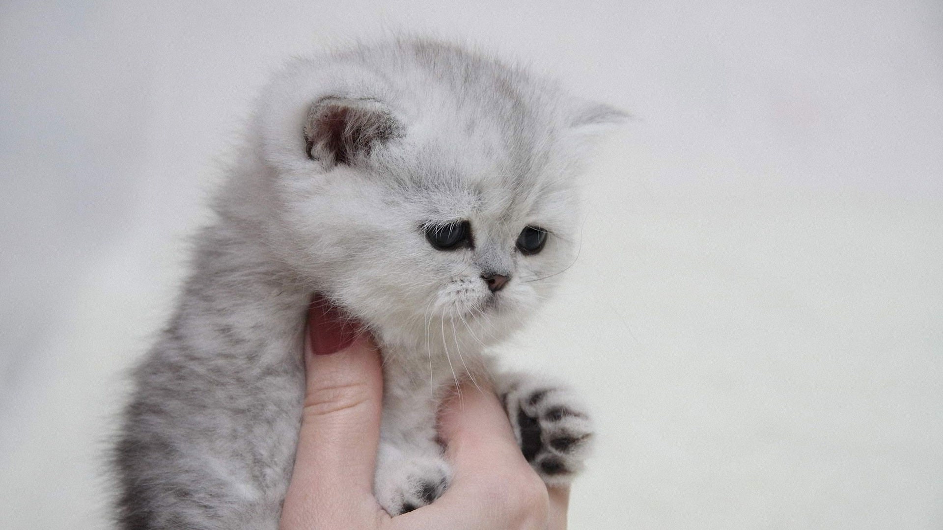 Kitten held in a hand HD Wallpaper