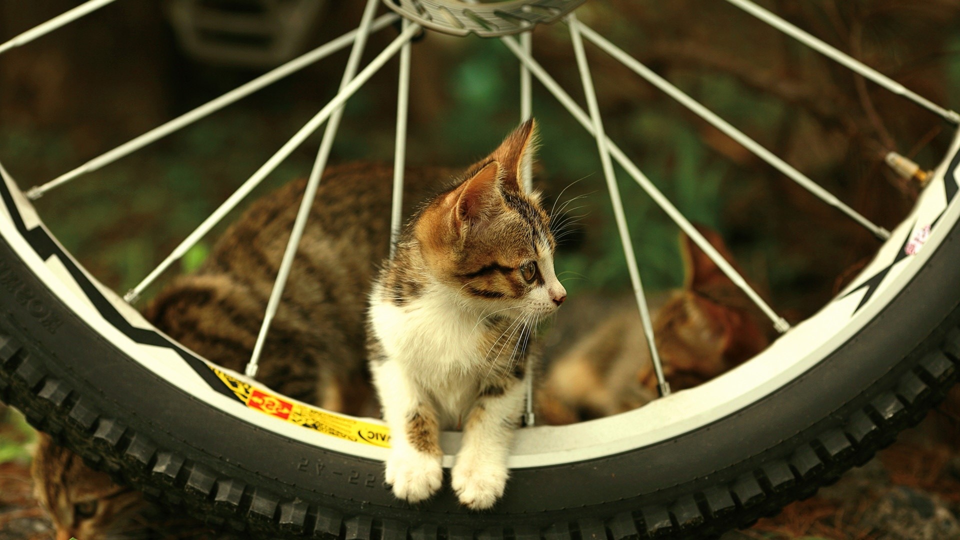 Kitten sitting inside a bicycle wheel HD Wallpaper