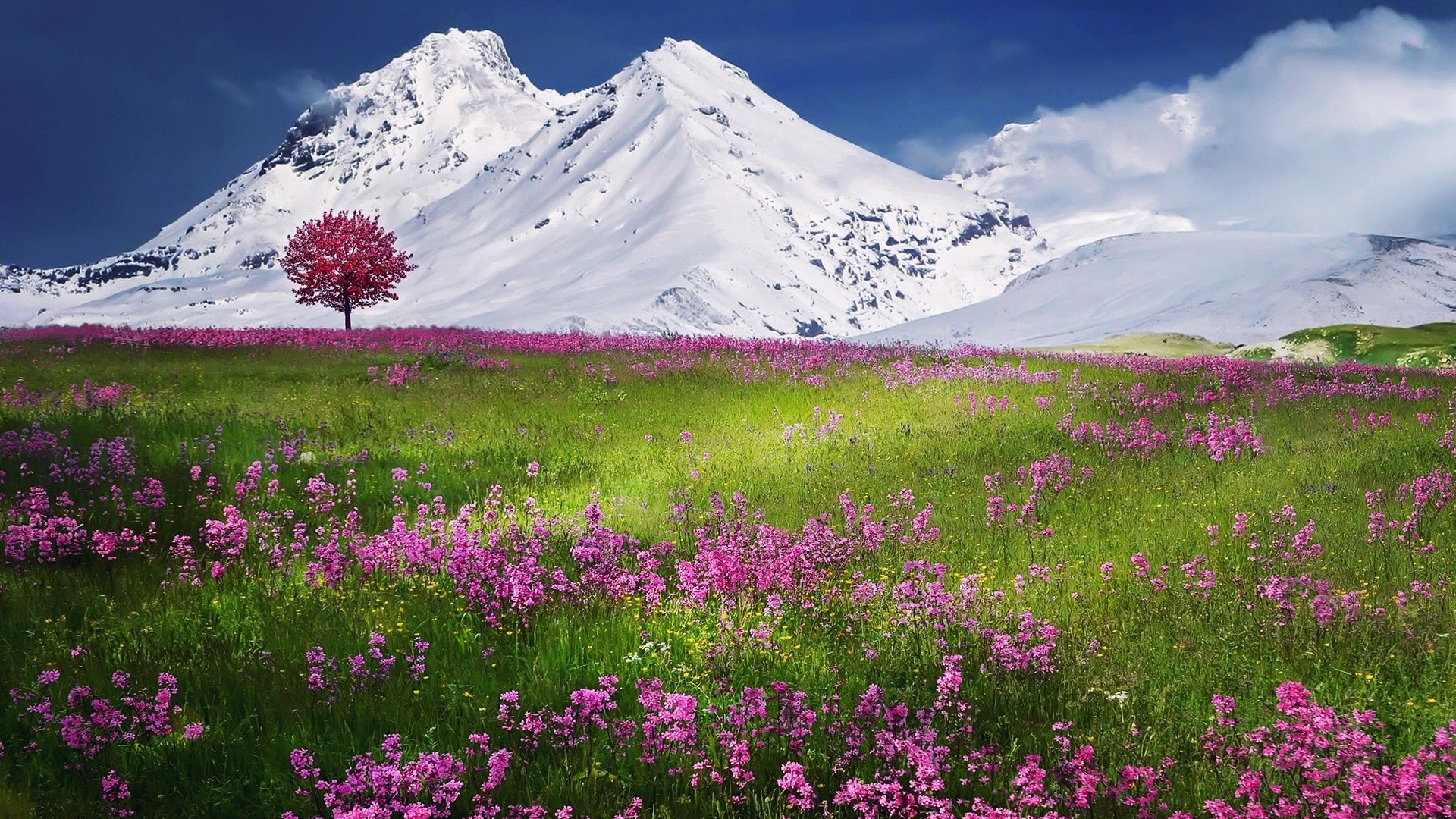 Pink tree in a field of flowers with snow-capped mountains HD Wallpaper