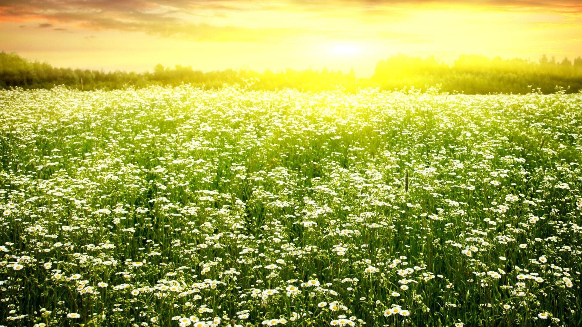 Field of daisies at sunset HD Wallpaper