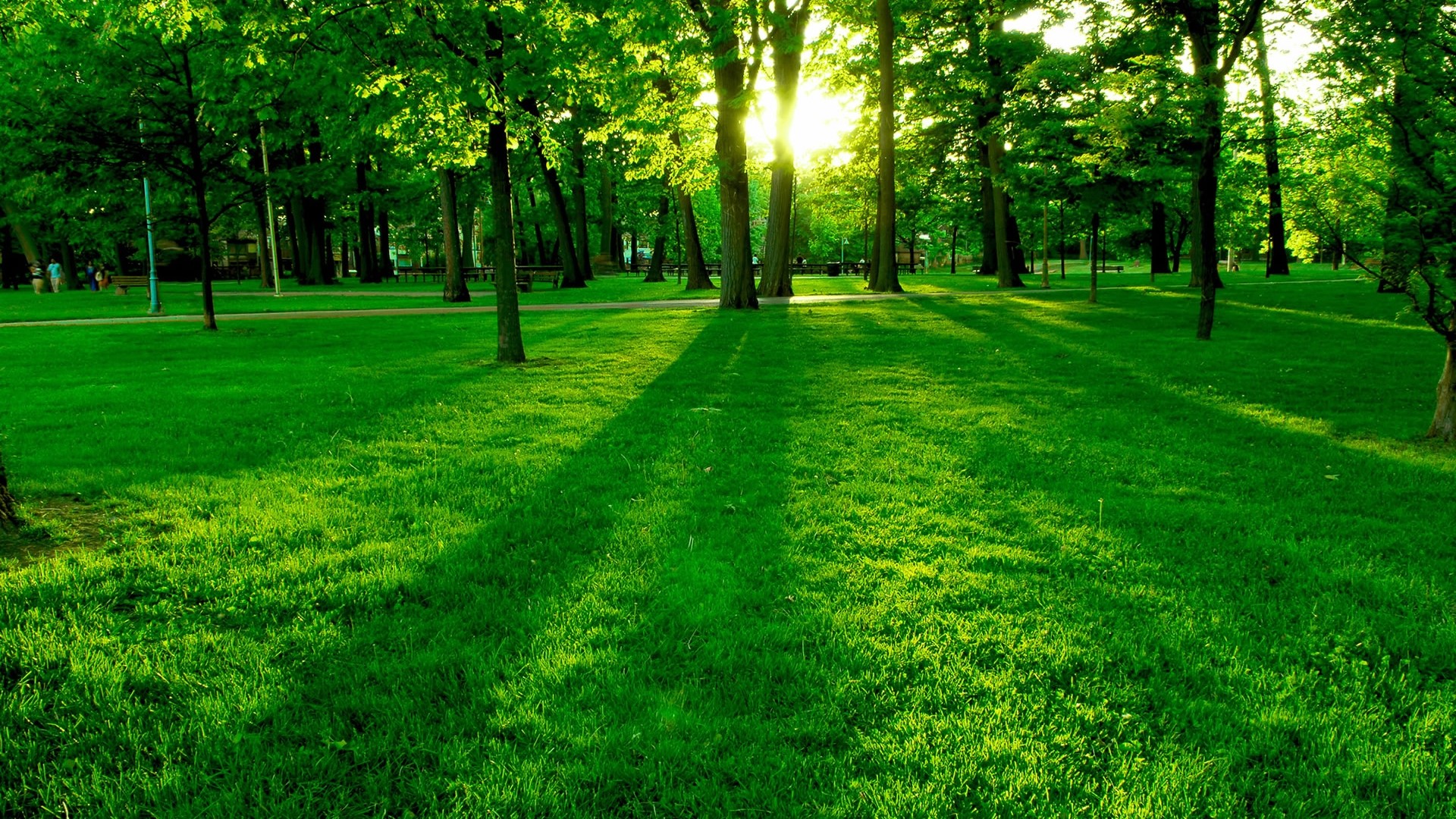 Park with green grass and trees HD Wallpaper