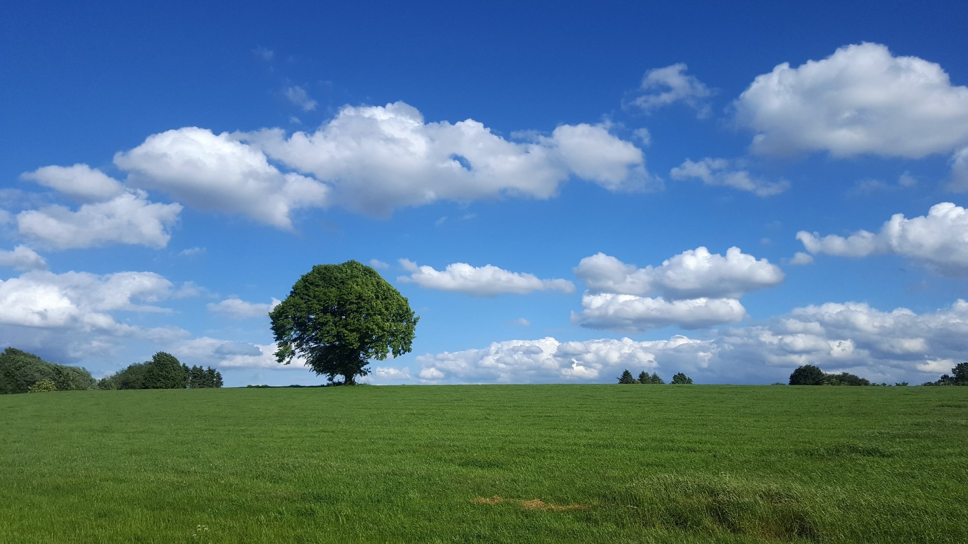 Green field with a lone tree under a blue sky with clouds HD Wallpaper