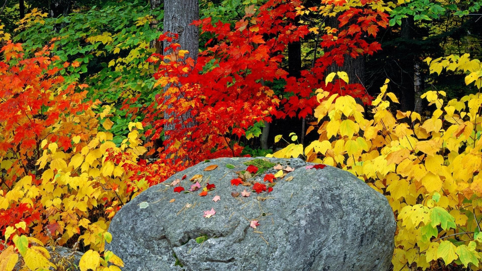 Autumn foliage and a large stone HD Wallpaper