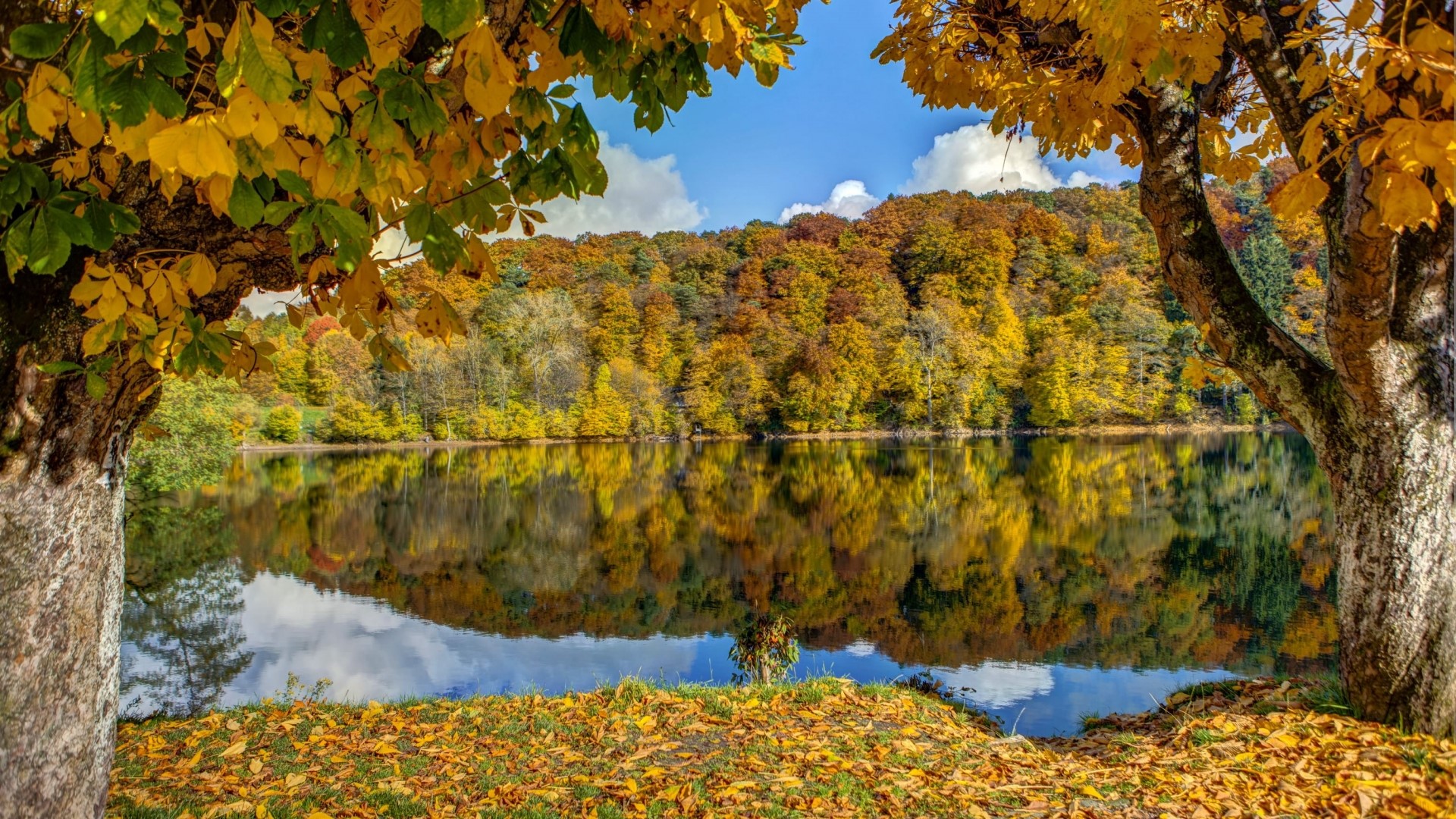 Autumn forest reflected in a calm lake HD Wallpaper