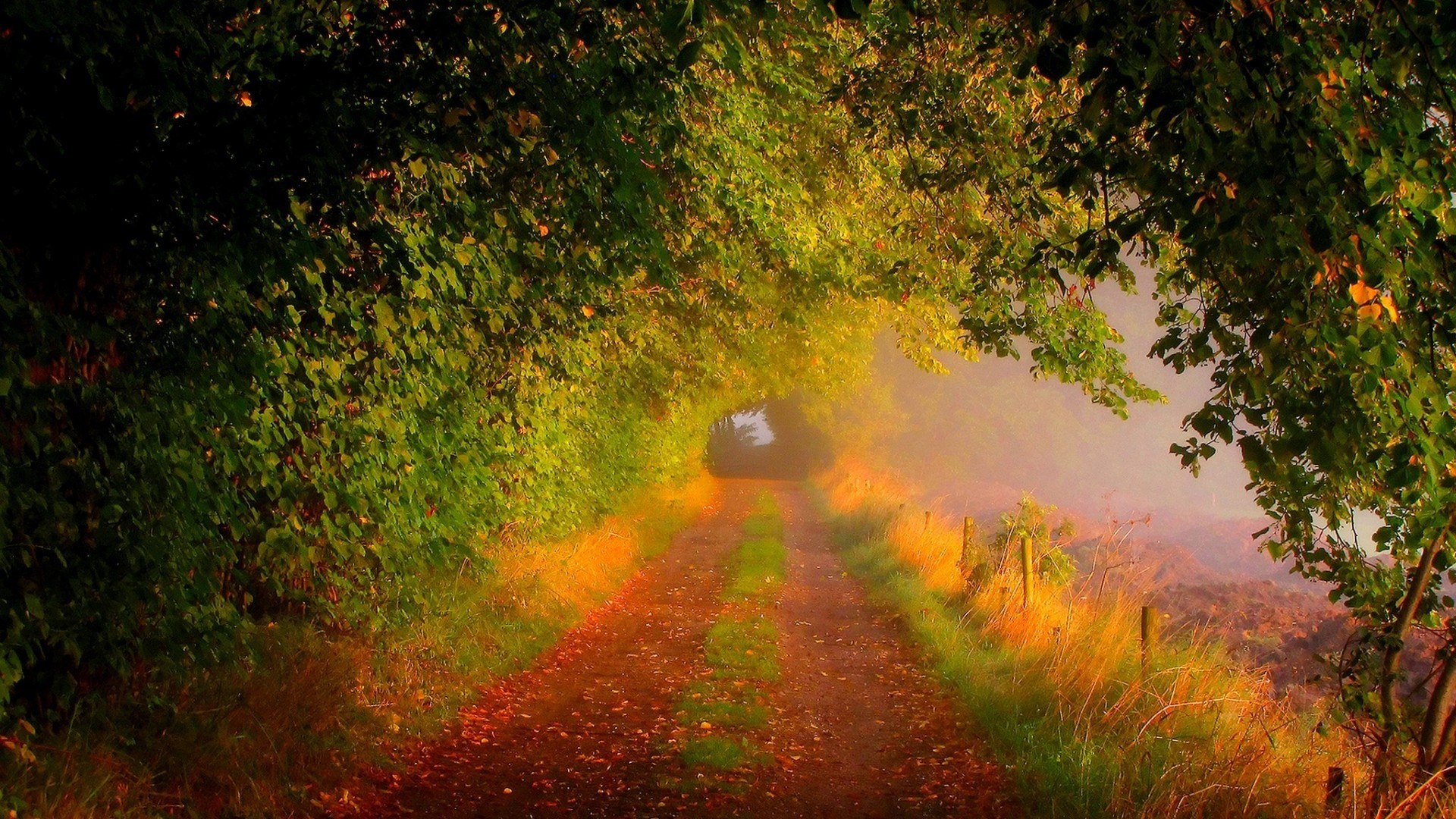 Forest tunnel with autumn leaves and fog HD Wallpaper