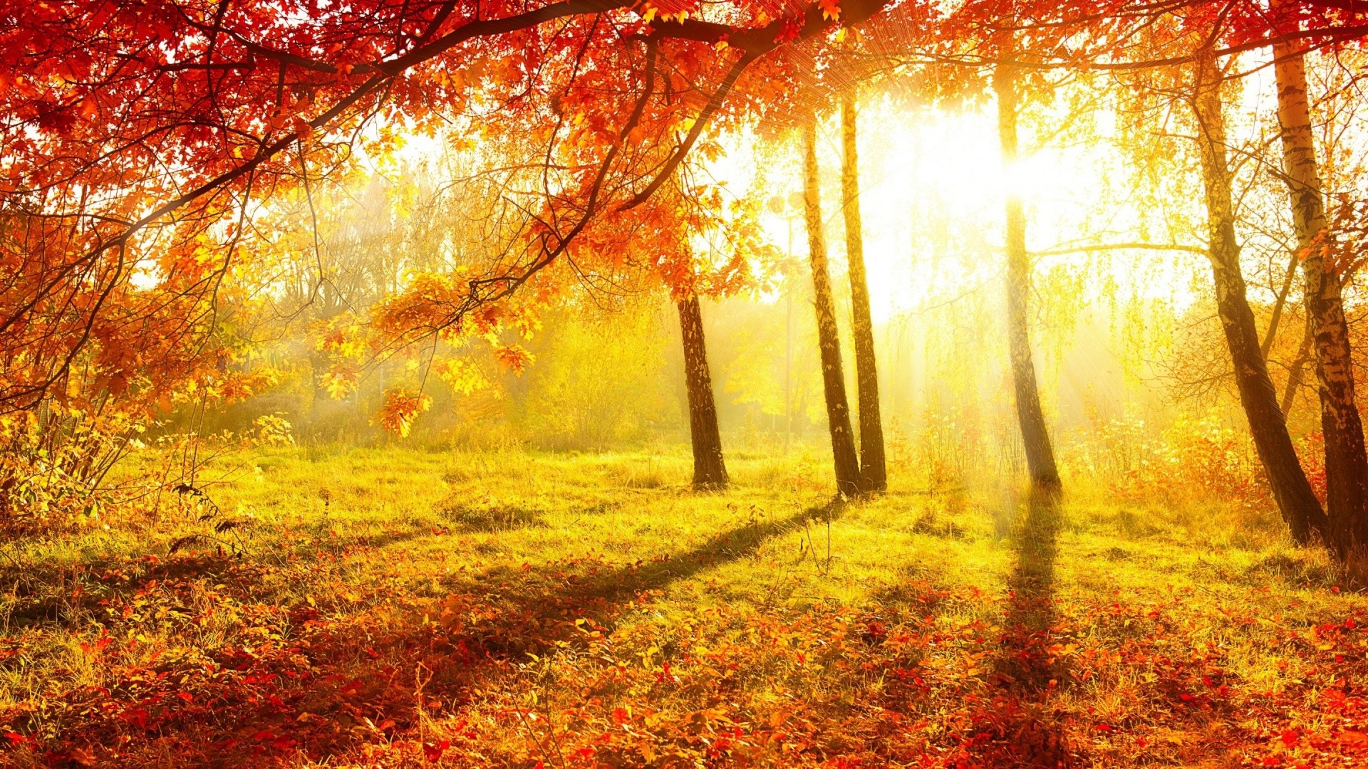 Sunlight filtering through autumn forest trees HD Wallpaper