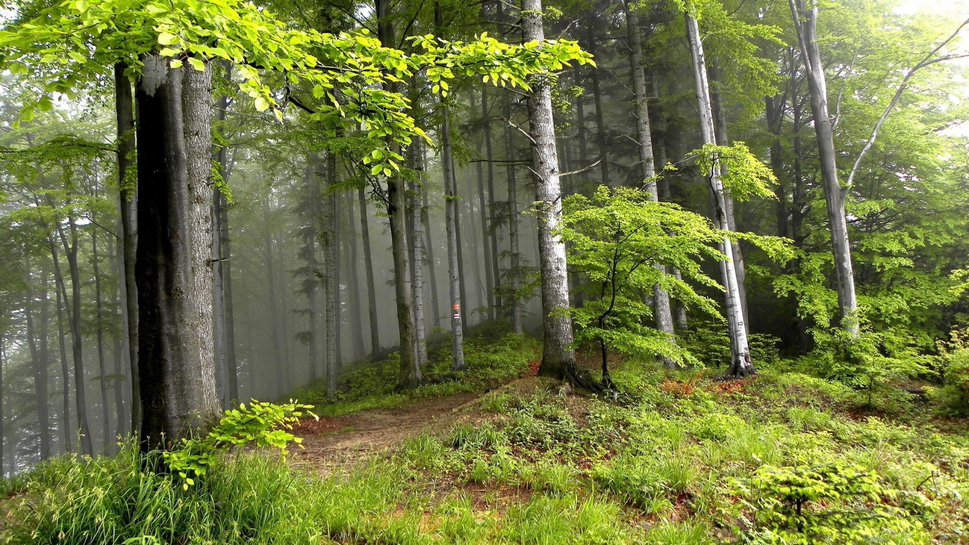 Misty forest path with green trees HD Wallpaper
