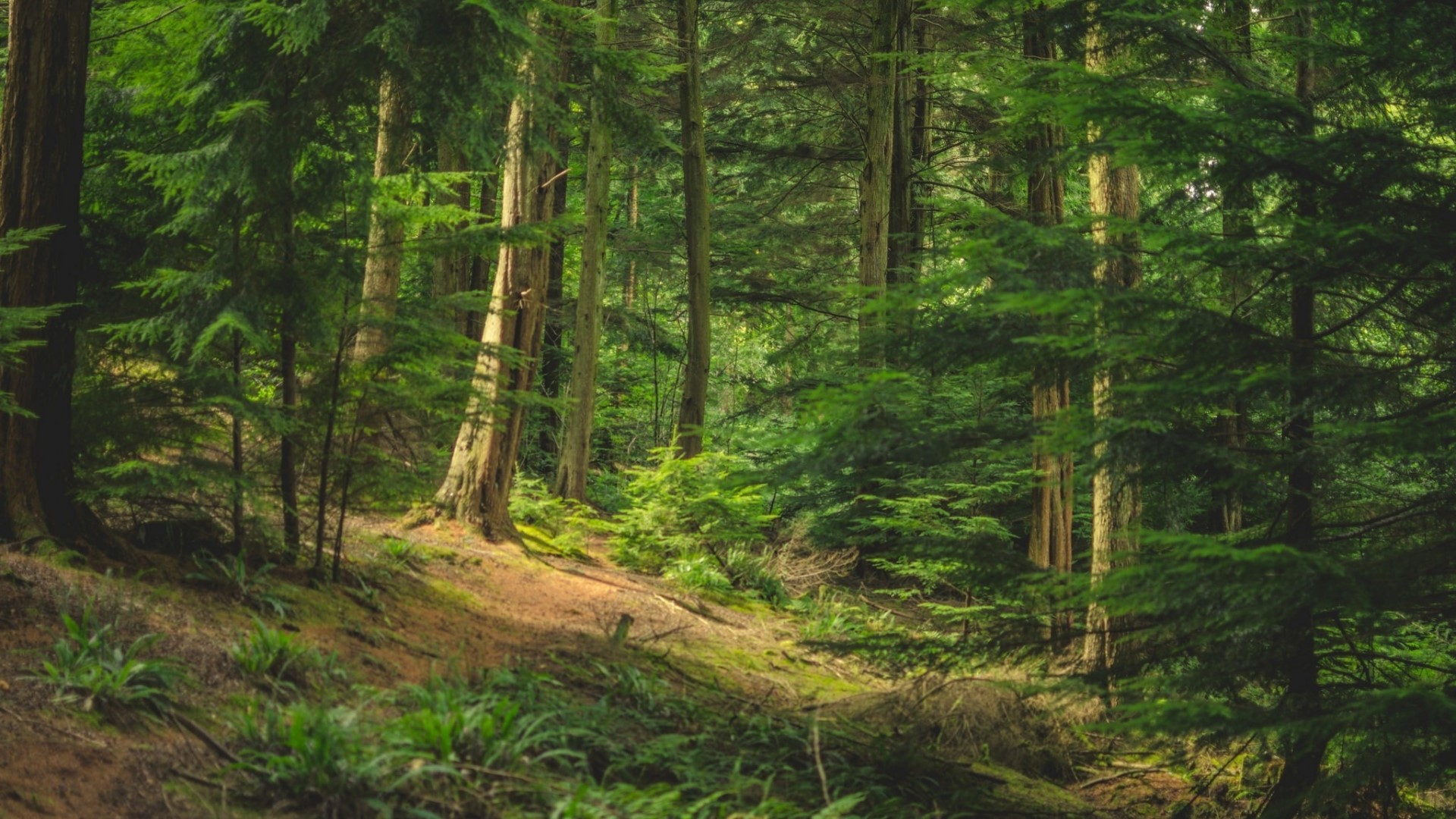 Forest hillside with tall trees and green foliage HD Wallpaper