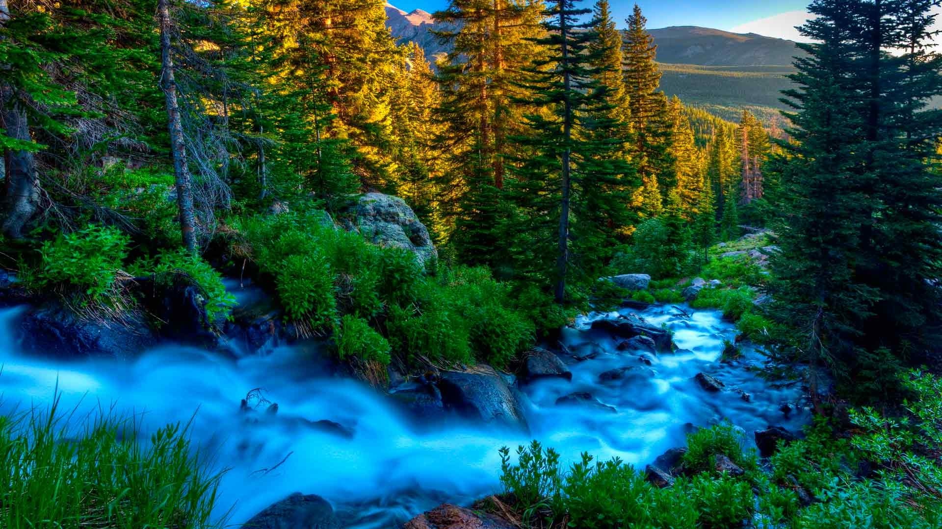 Mountain river flowing through a forest HD Wallpaper