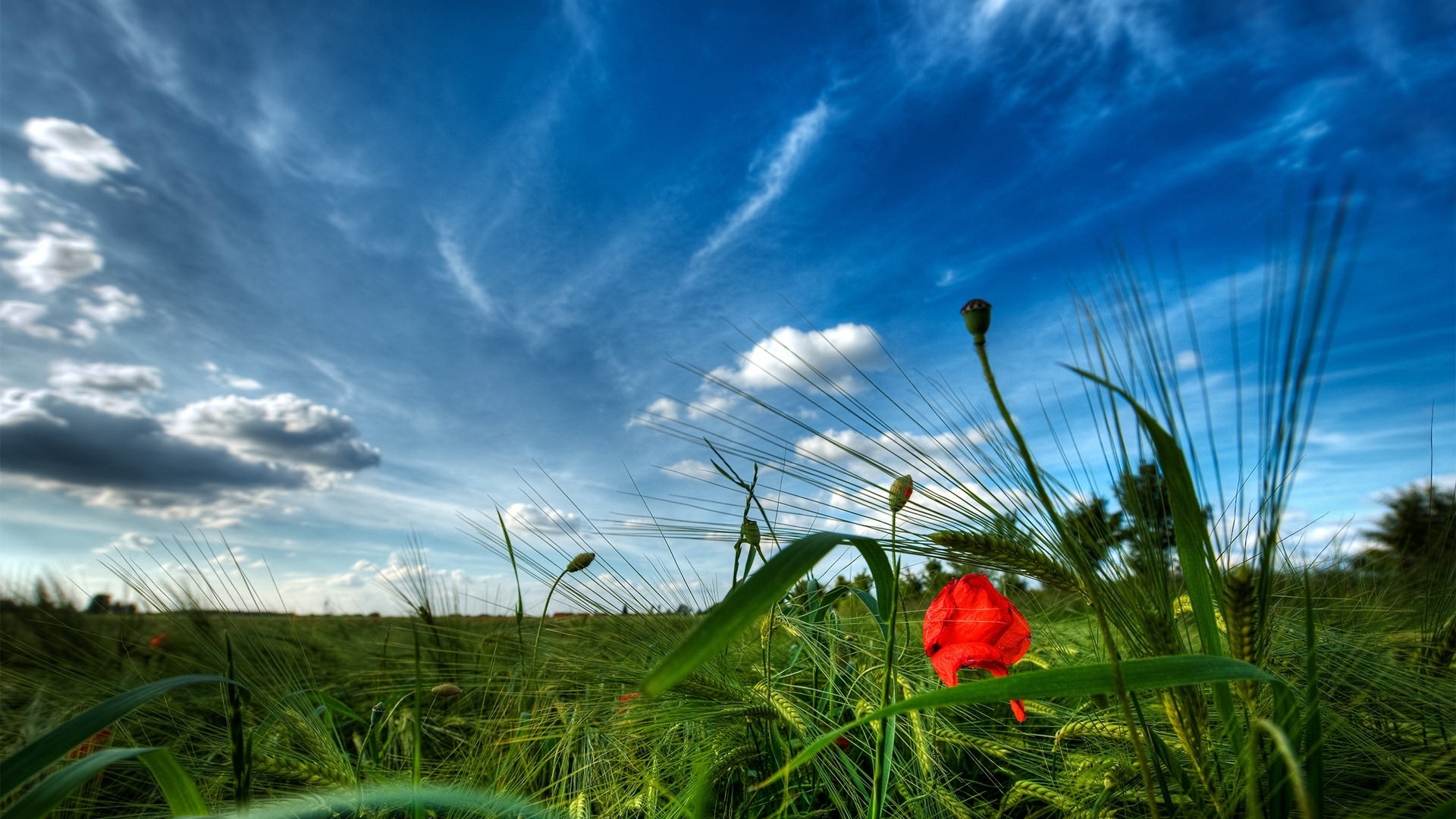 Red poppy in a green field under a blue sky HD Wallpaper