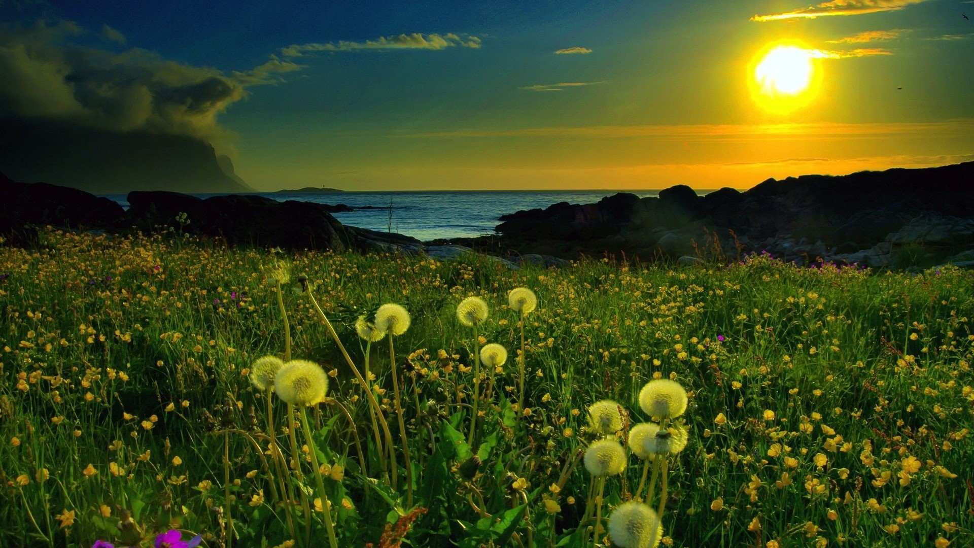 Sunset over a field of flowers and the ocean HD Wallpaper