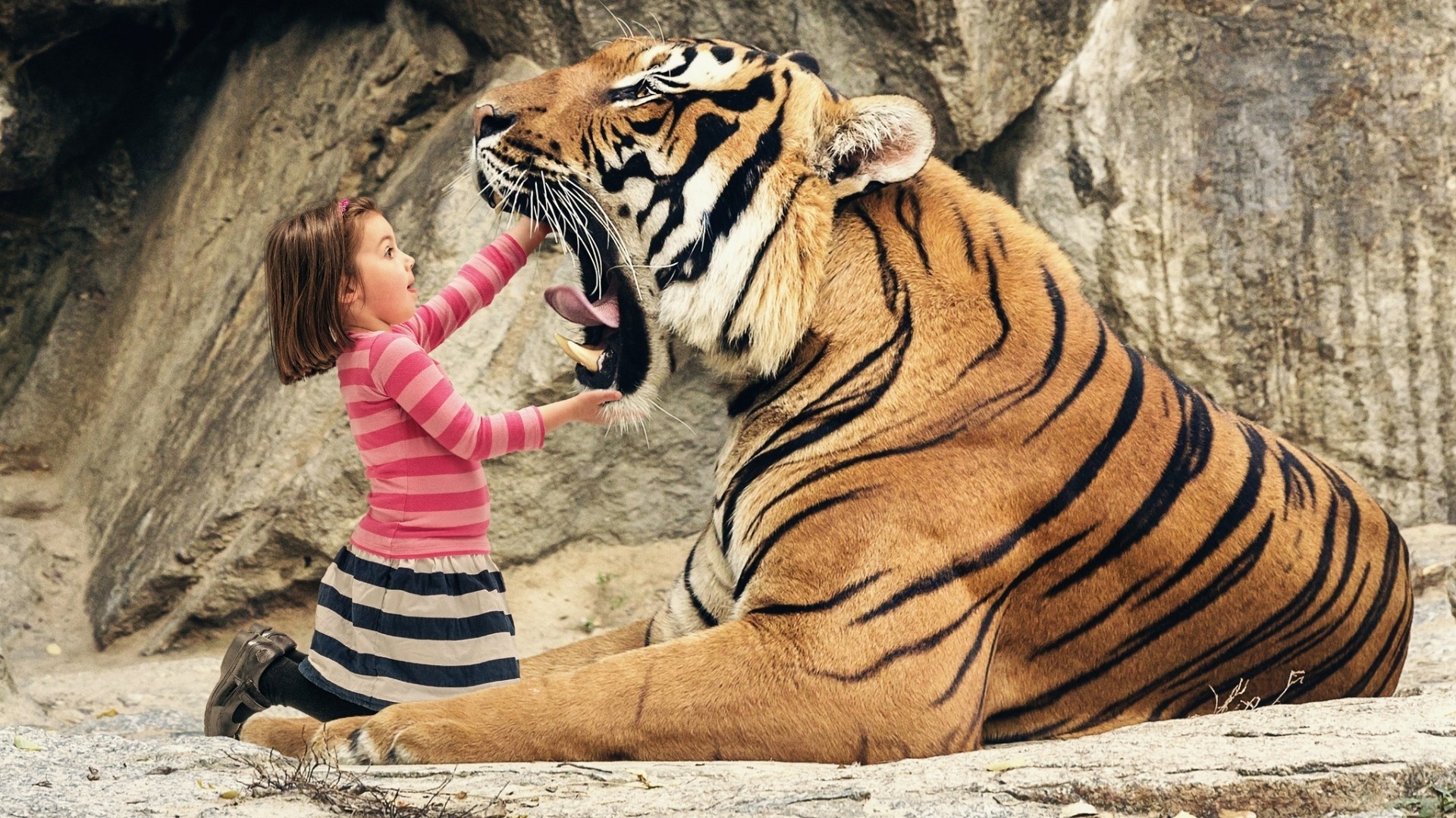Girl feeding a tiger HD Wallpaper