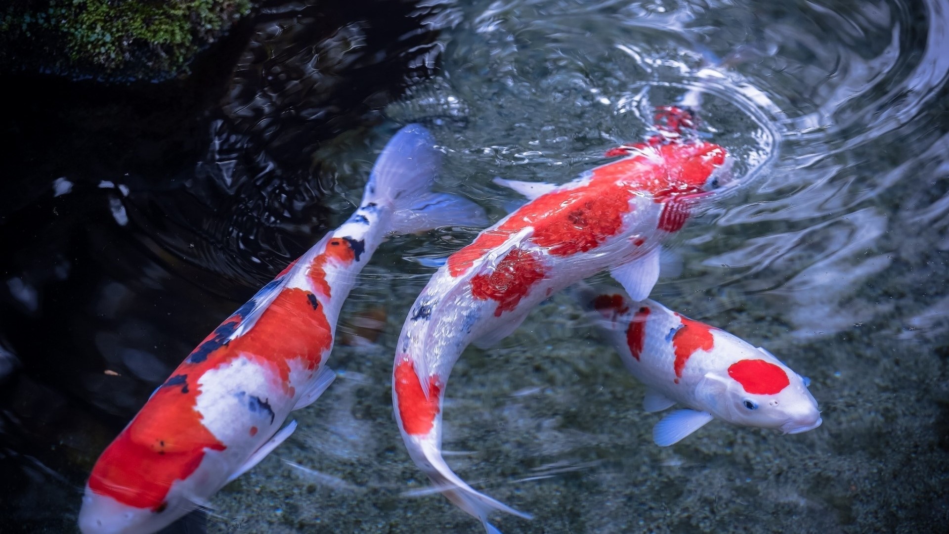Three Koi fish swimming in water HD Wallpaper