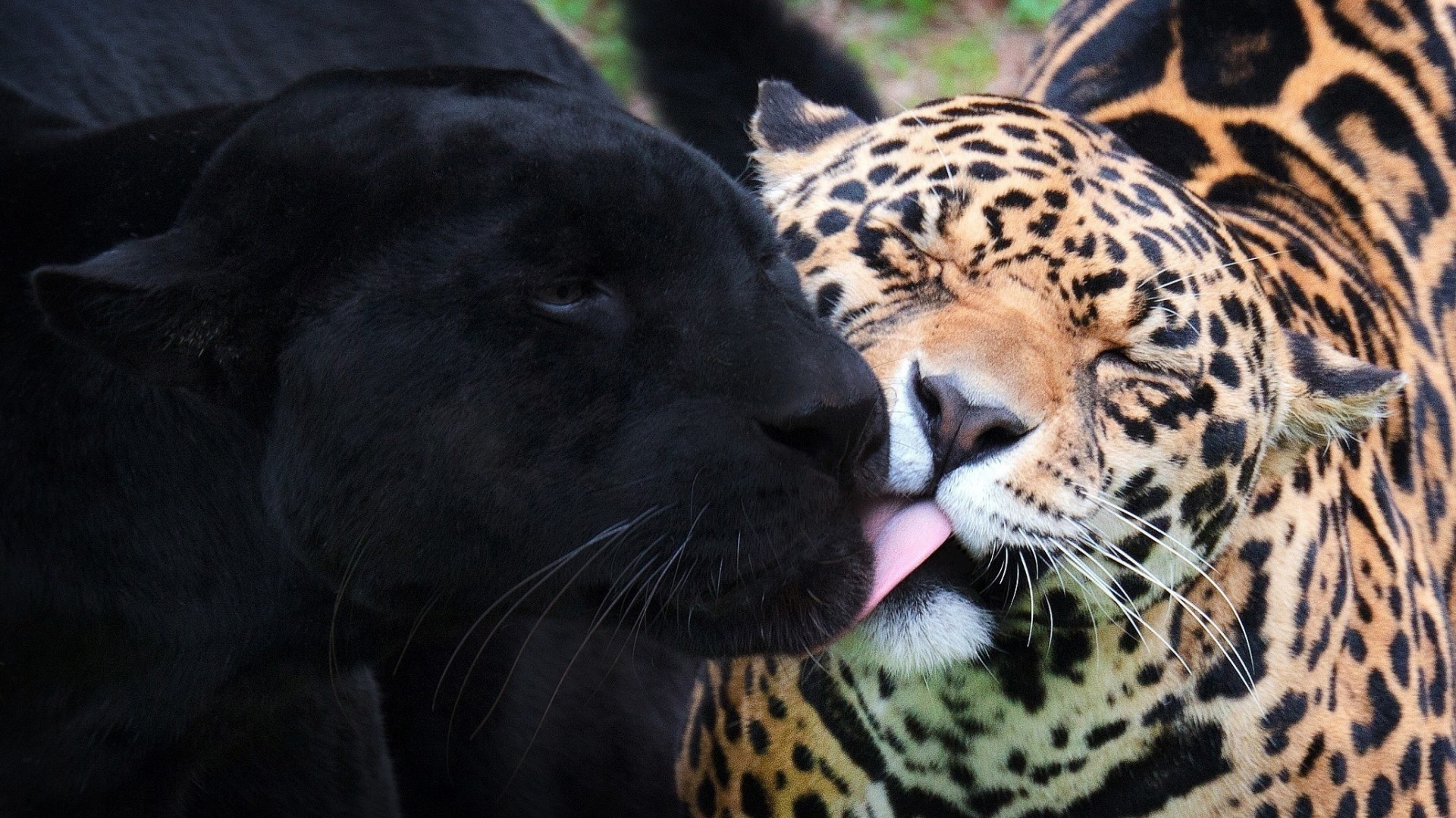 Black panther and jaguar licking each other HD Wallpaper